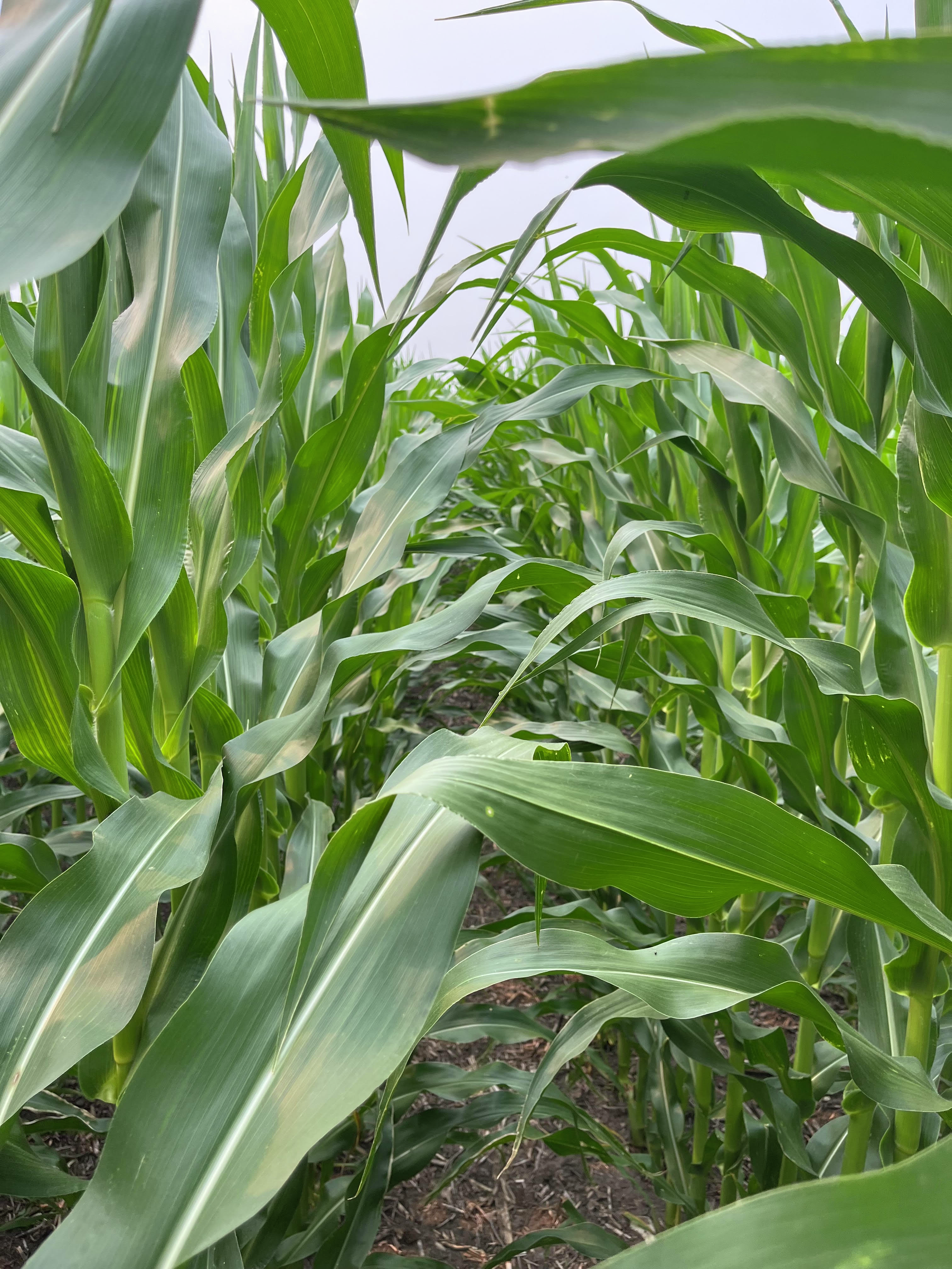 Farm Talk: Gwinner farmer attends Corn Congress in Washington D.C. episode artwork