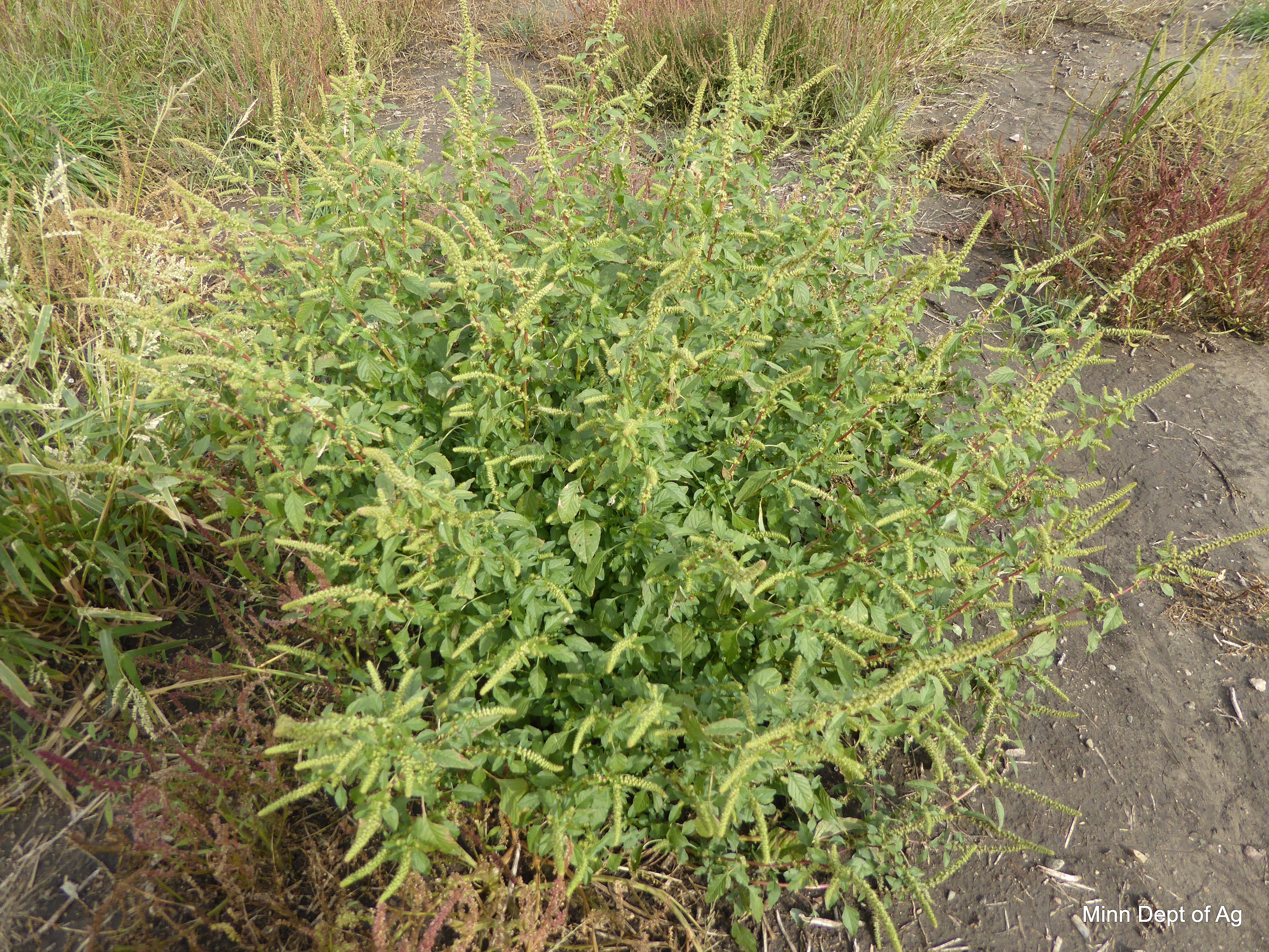 Morning Ag News, July 16, 2021: MDA helps fund the fight against noxious weeds