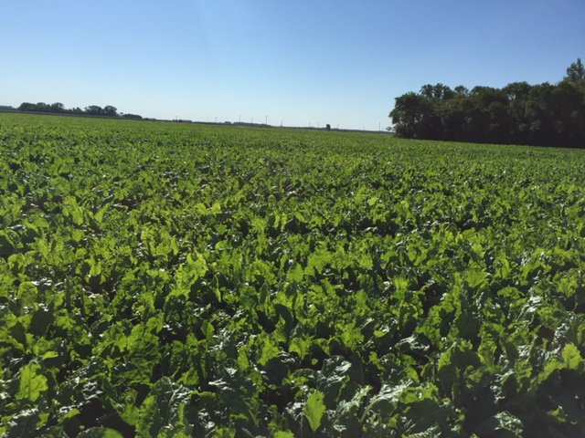 Mid-morning Ag News, July 7, 2021: CAST Report: USDA Can Offer Tools to Stem Climate Change