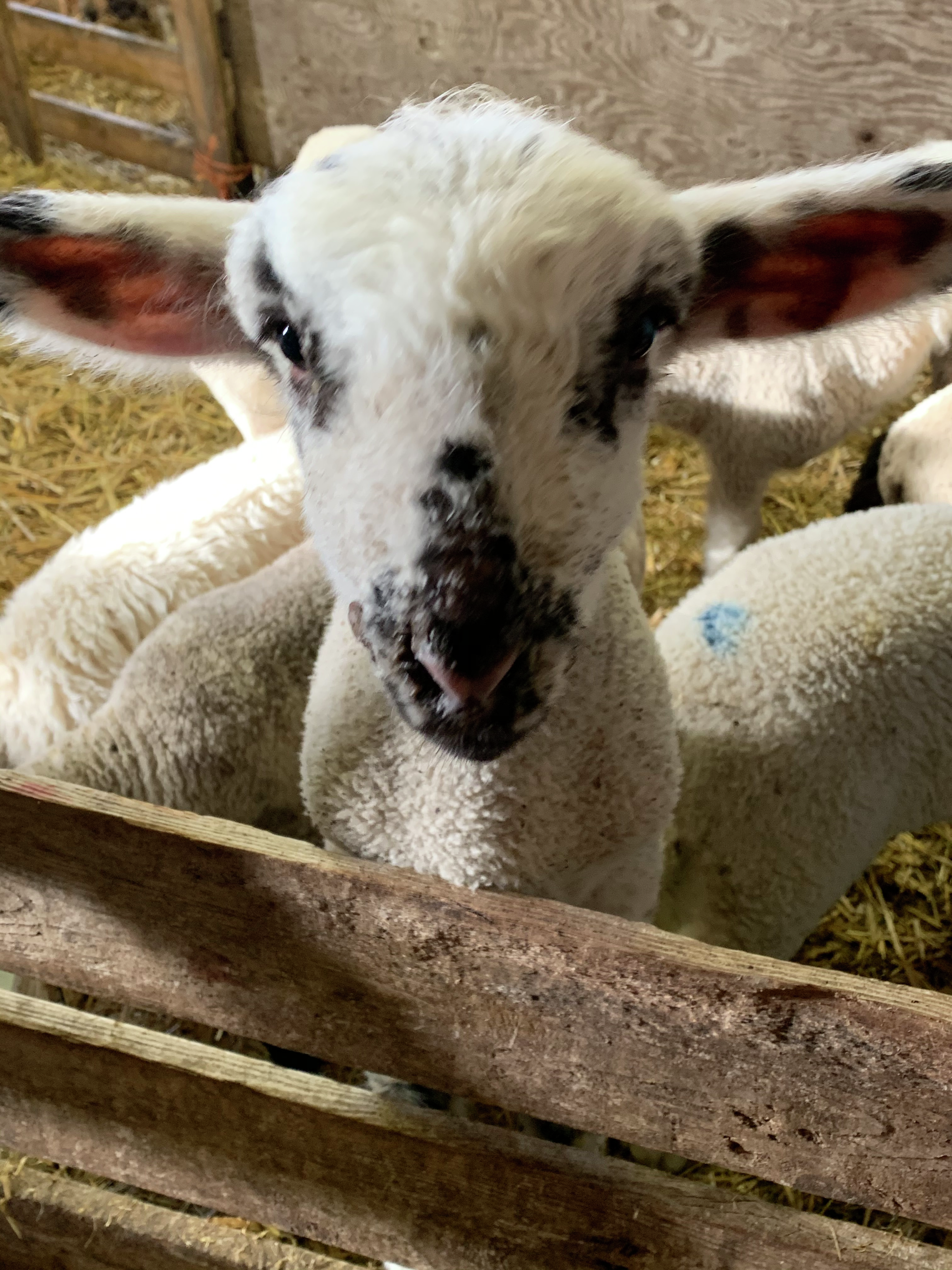 Afternoon Ag News, March 24, 2025: Sheep and goat webinar to take place March 25