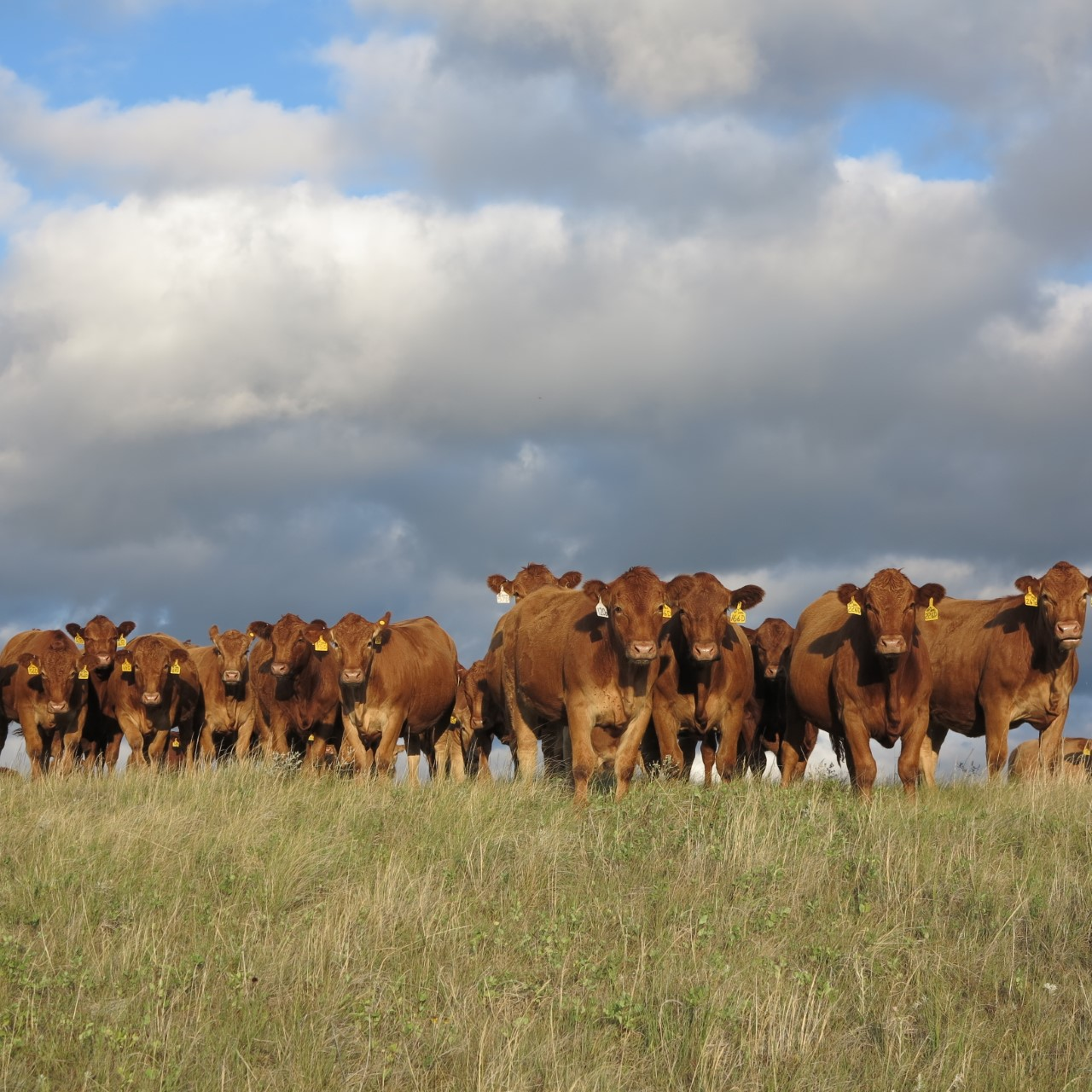 Afternoon Ag News, March 16, 2022: U.S. beef exports soared in January