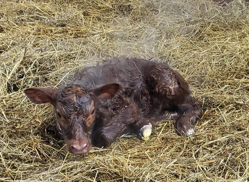 Tips on keeping calves healthy during cold, wet weather