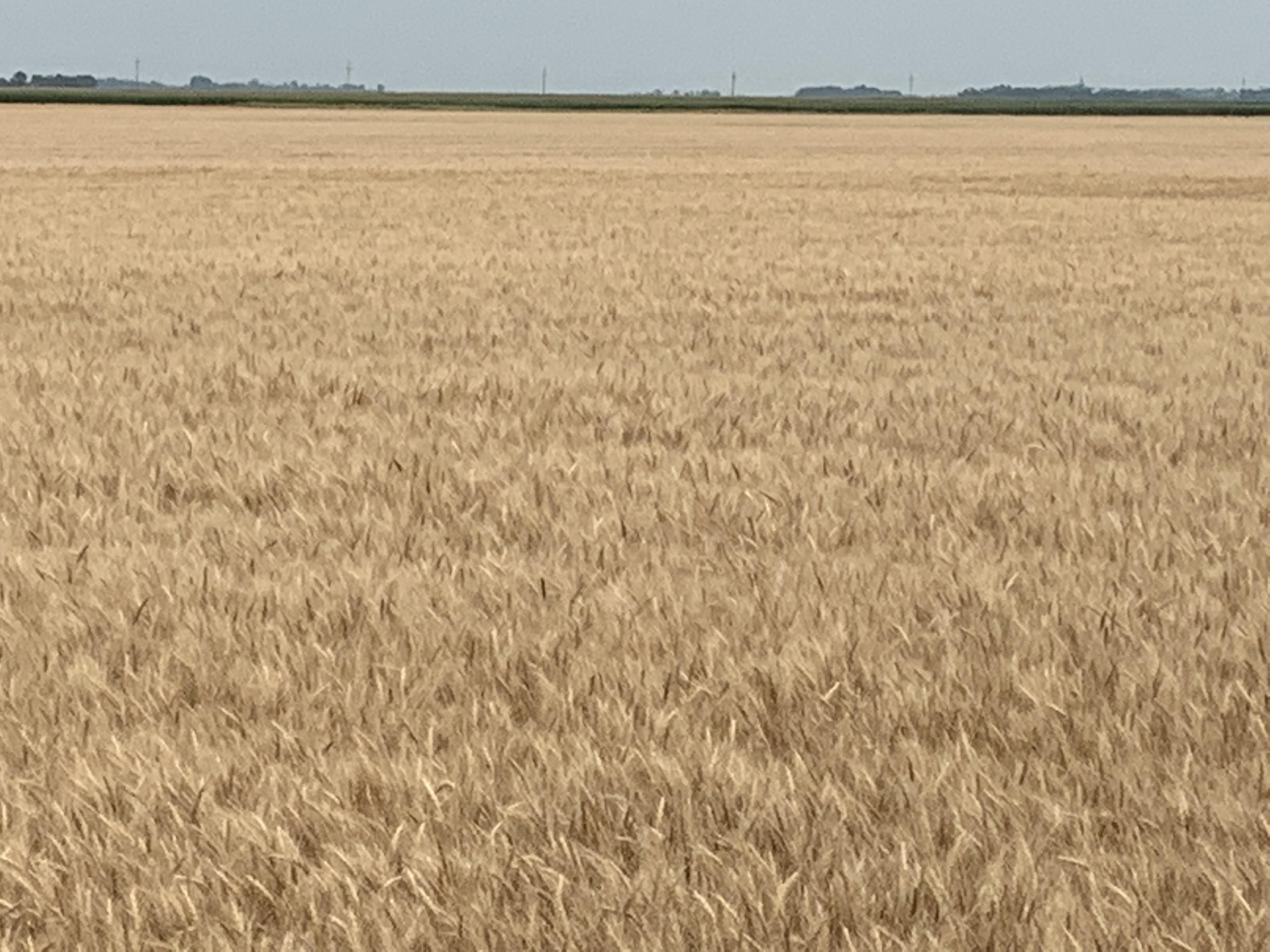 Mid-morning Ag News, January 5, 2022: Wheat market strong to start 2022