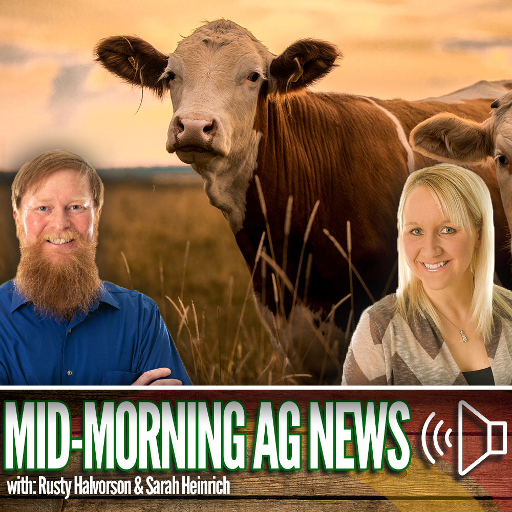 Mid-morning Ag News, August 5, 2026: Strong demand continues to drive the cattle market episode artwork