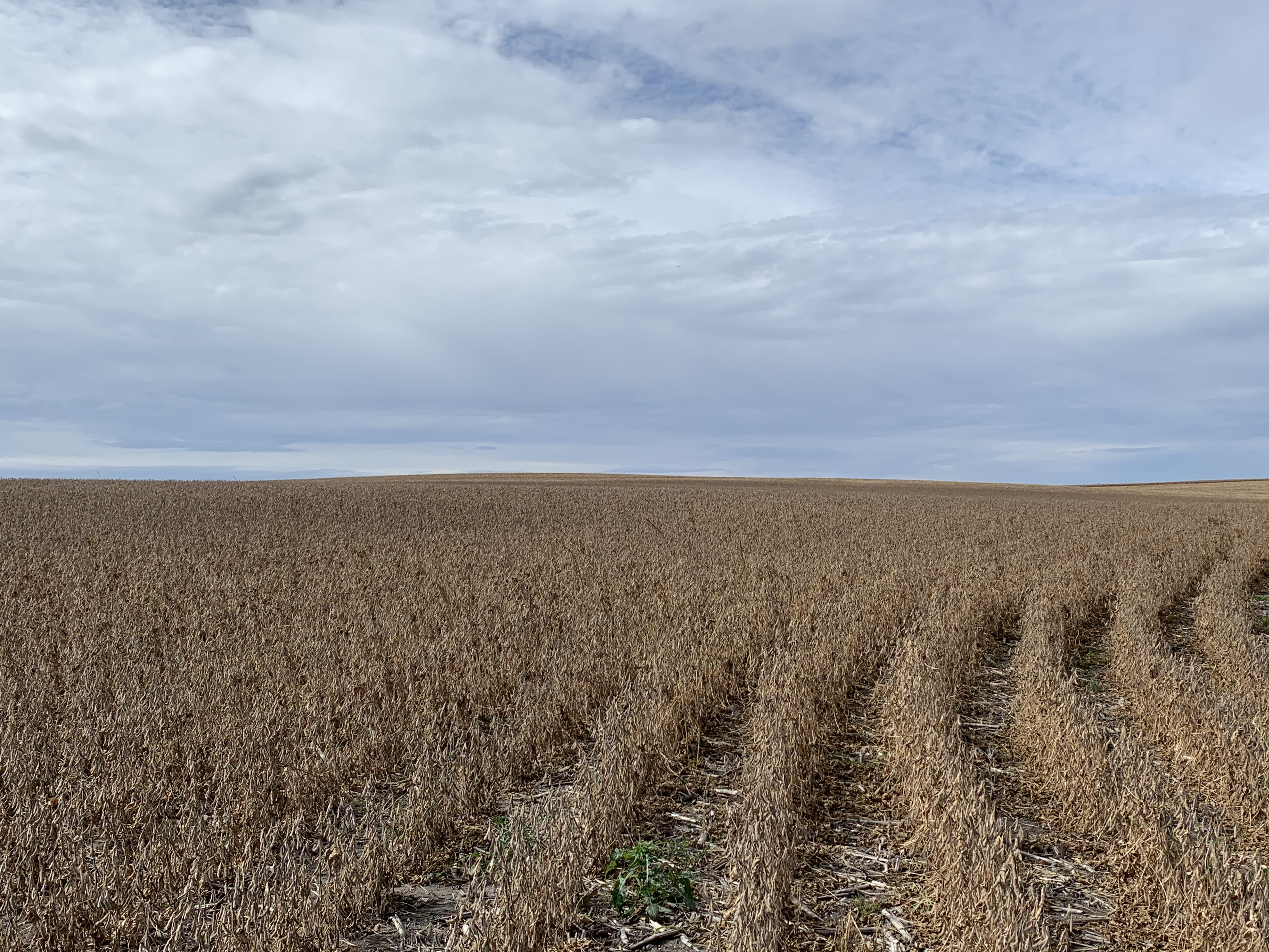 Kulm, North Dakota farmer to serve as treasurer of the American Soybean Association