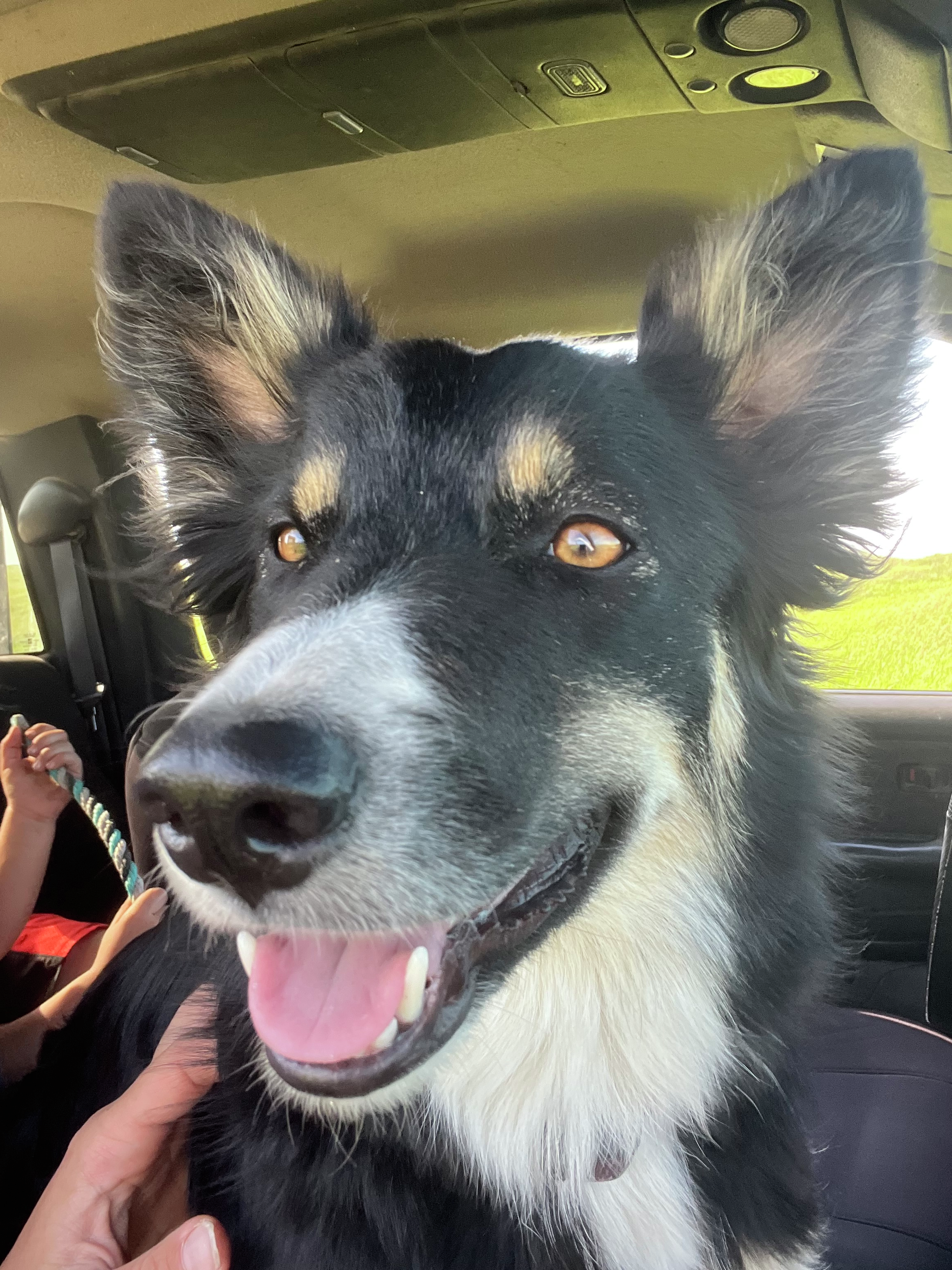 Afternoon Ag News, July 16, 2026: Applicants needed for Farm Dog of the Year contest episode artwork