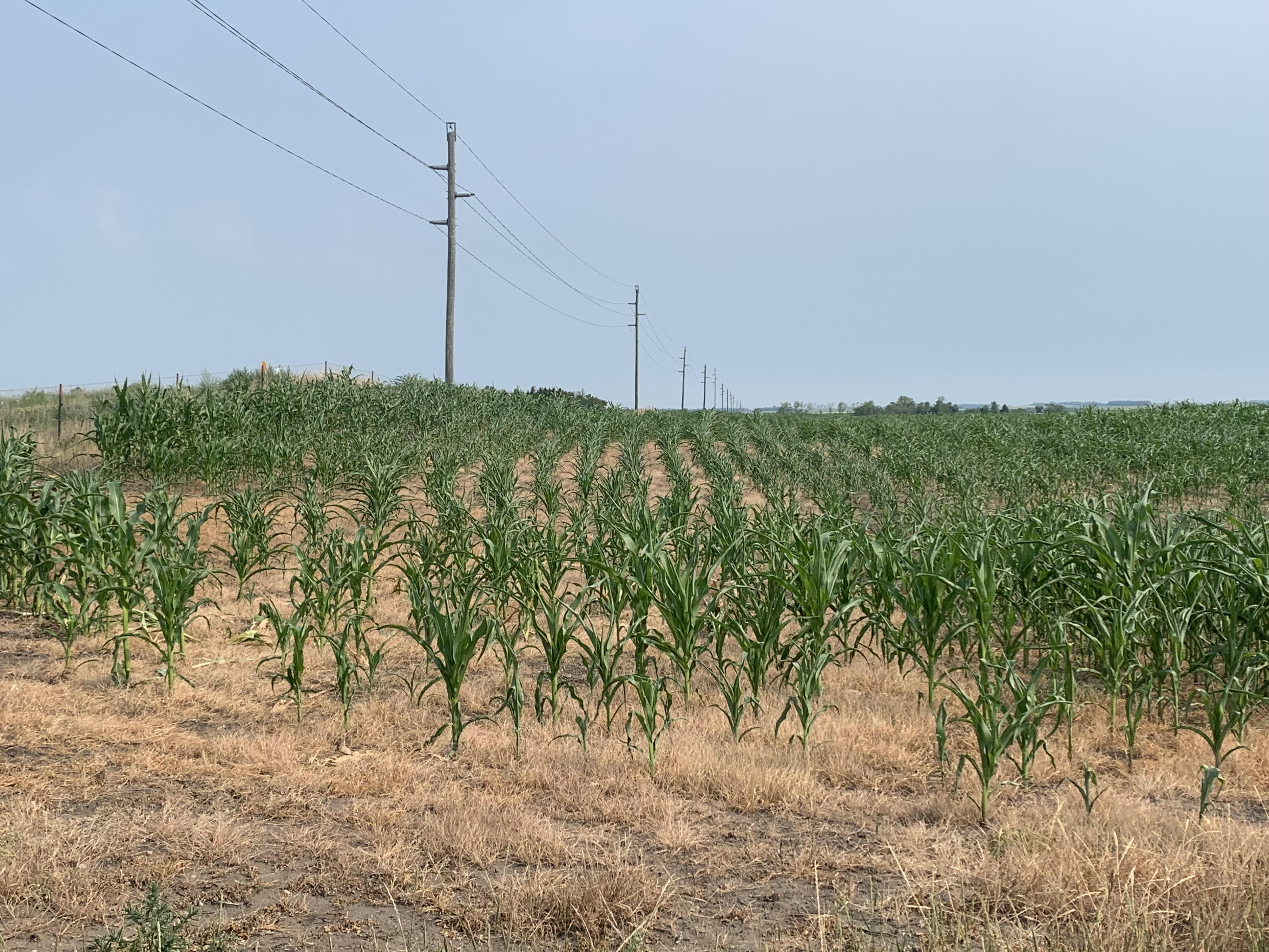 Afternoon Ag News, August 23, 2021: Many Canadian crops lacking in moisture