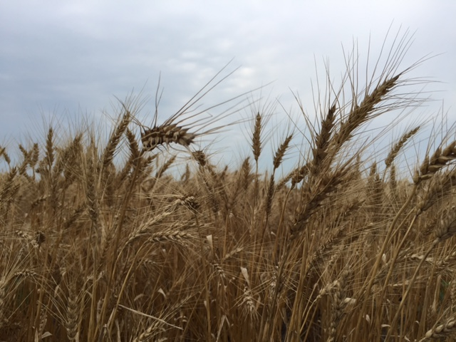 Morning Ag News, March 25, 2025: Working to enhance South Dakota's exports