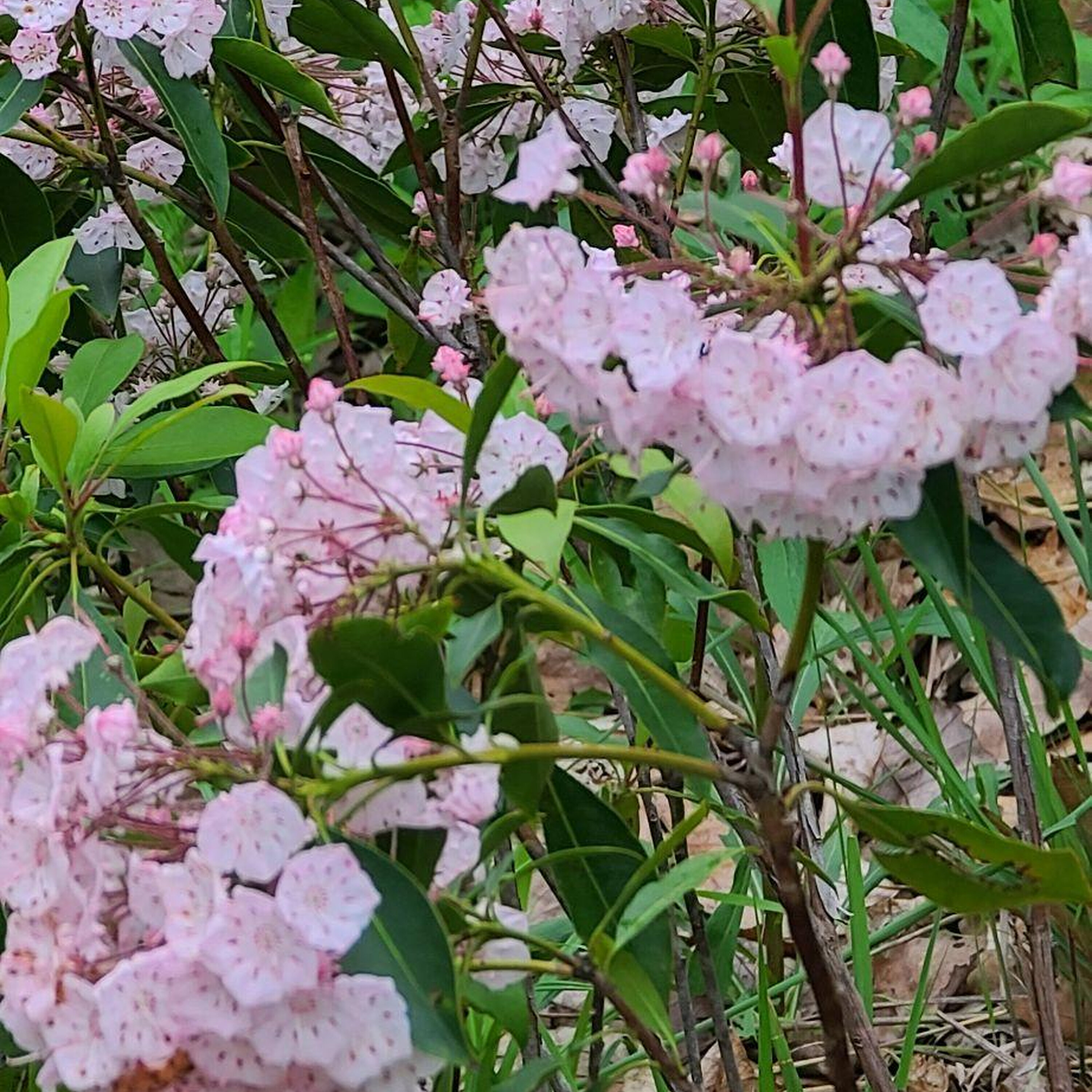 Beaman Park is in Bloom for Spring episode artwork