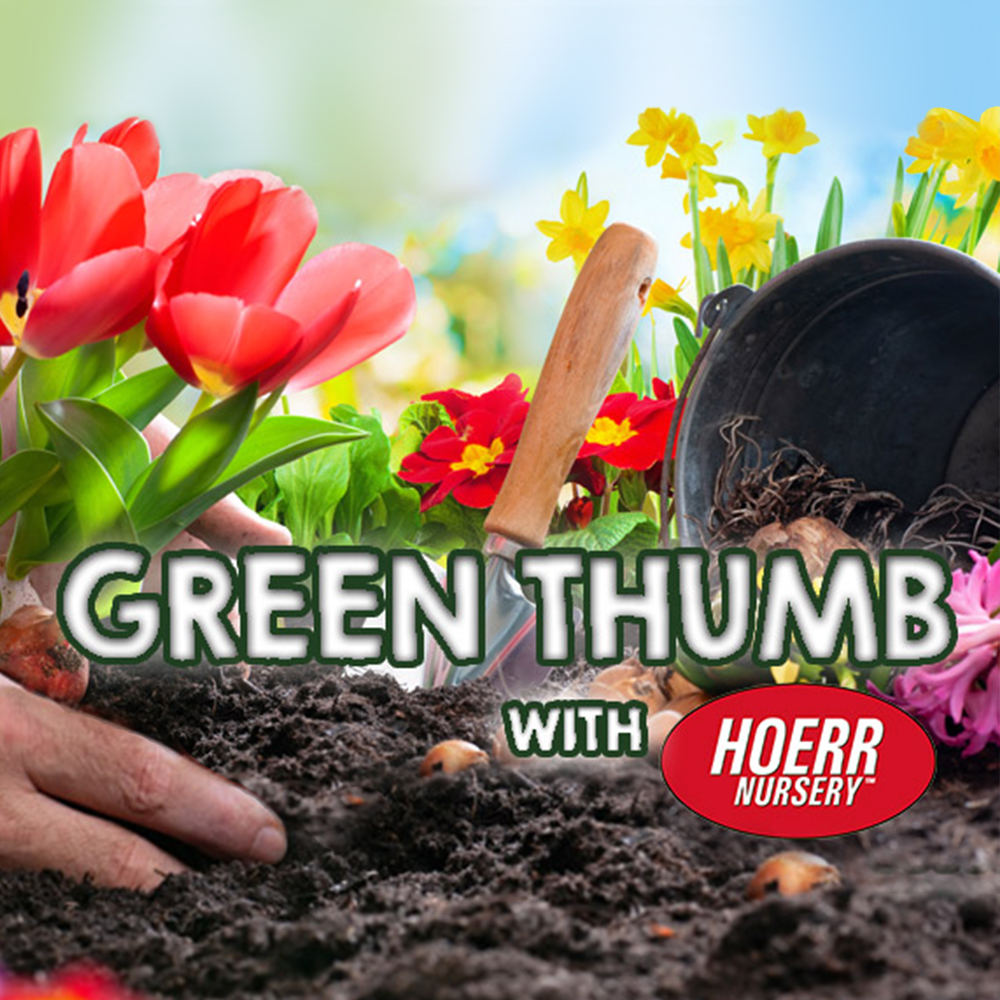 Green Thumb Podcast - July 3rd