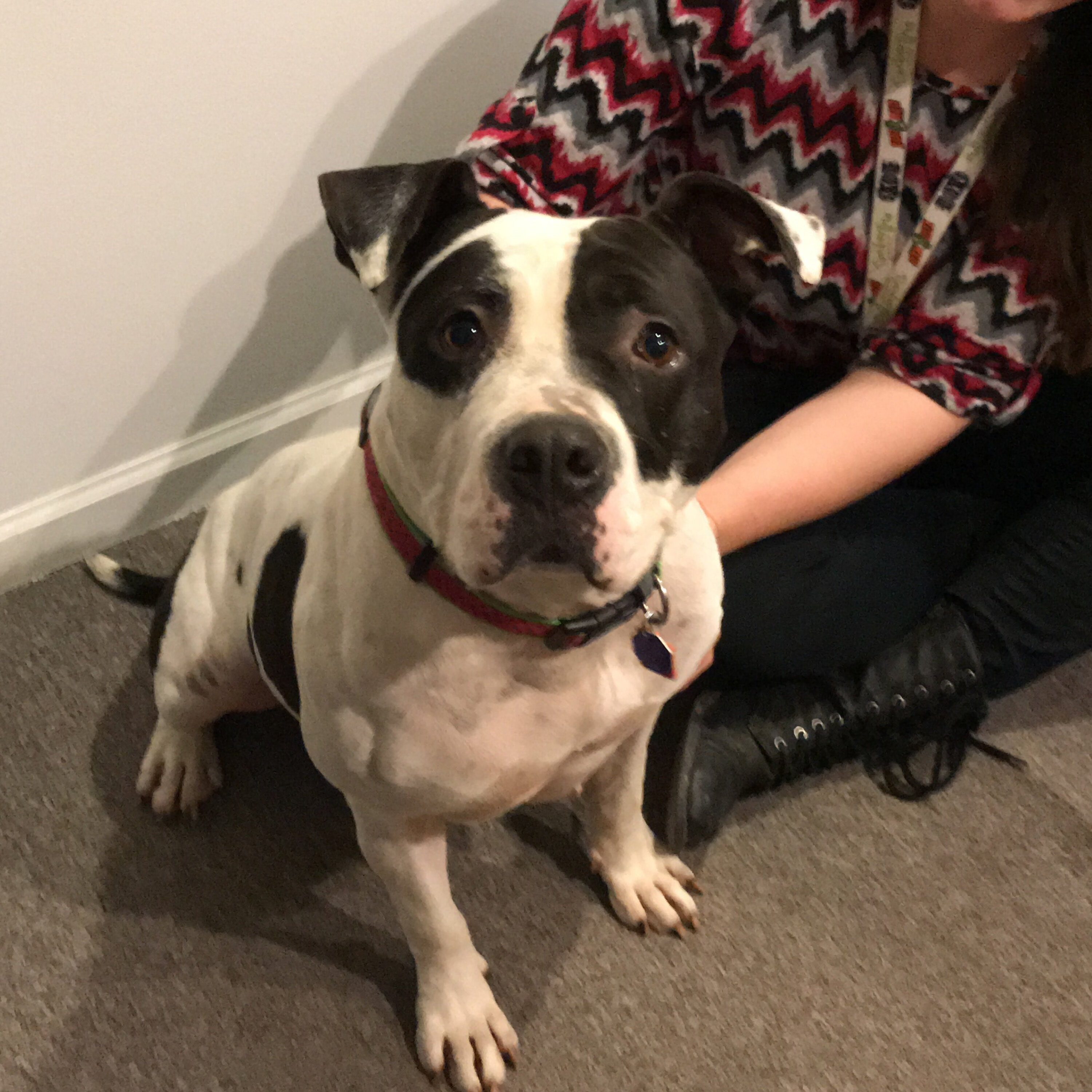 Bessie Is The i929 Pet Of The Week!