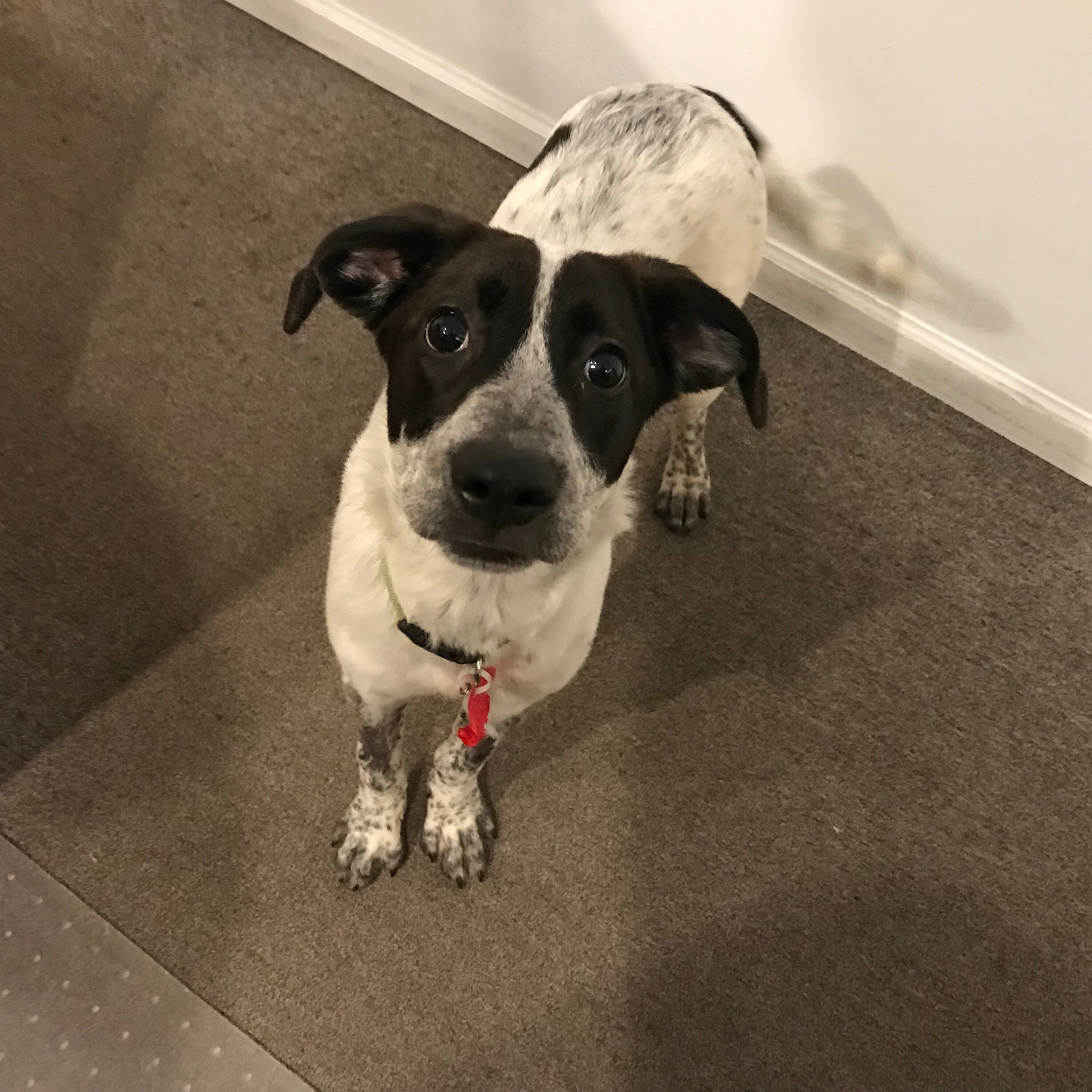 Avon Is The i929 Pet Of The Week!
