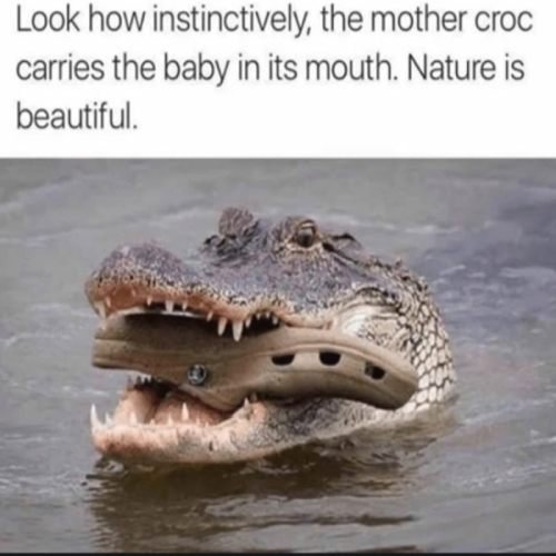 Would You Rather Wear Crocs or Be Eaten By One?! episode artwork