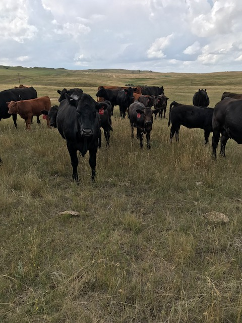 Ryan Brokaw on ND Ranching