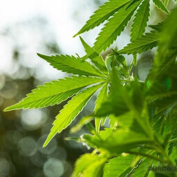 Legalize ND leader David Owen discusses 2020 recreational marijuana ballot measure: "We created a bill that's very explicit."
