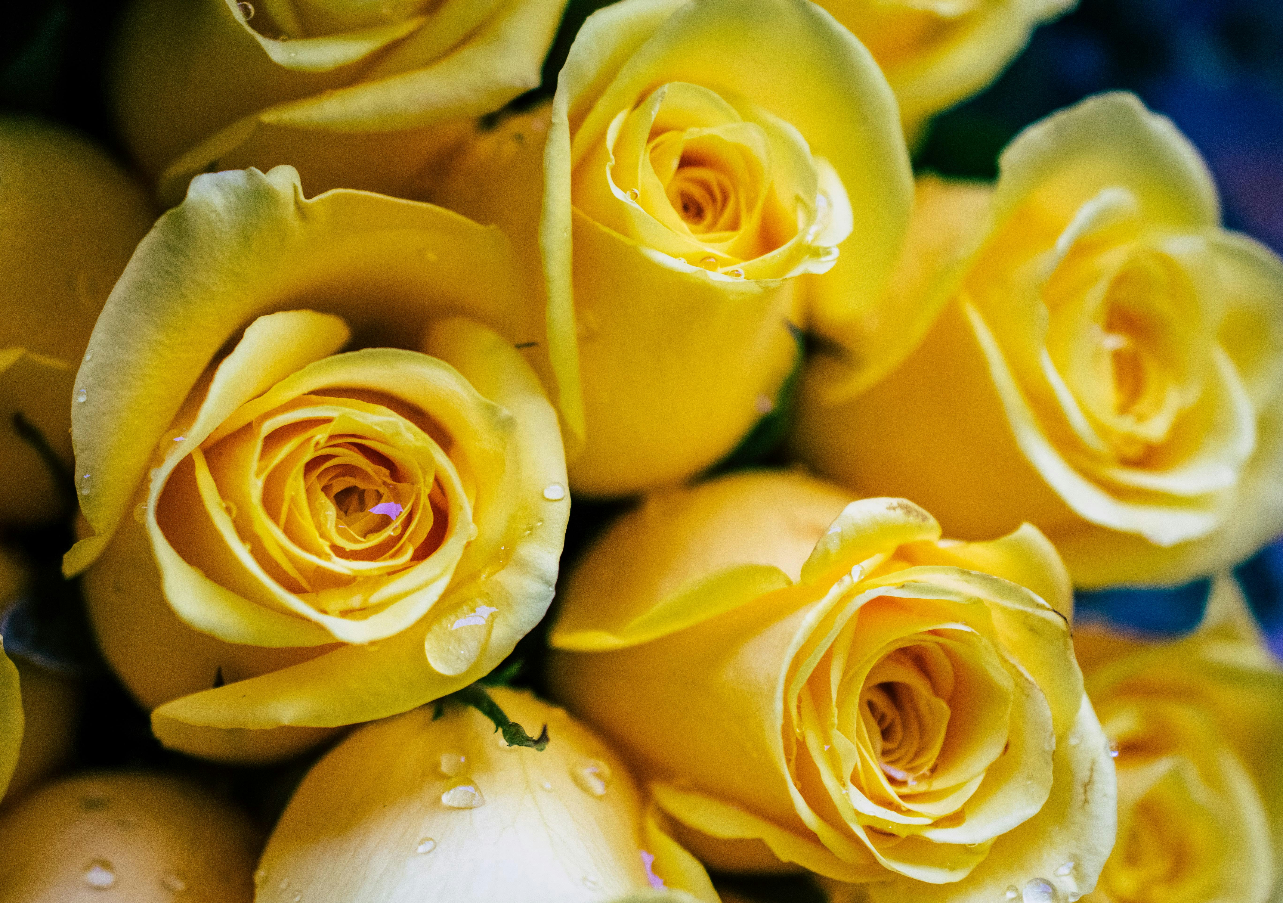 The Yellow Rose Problem