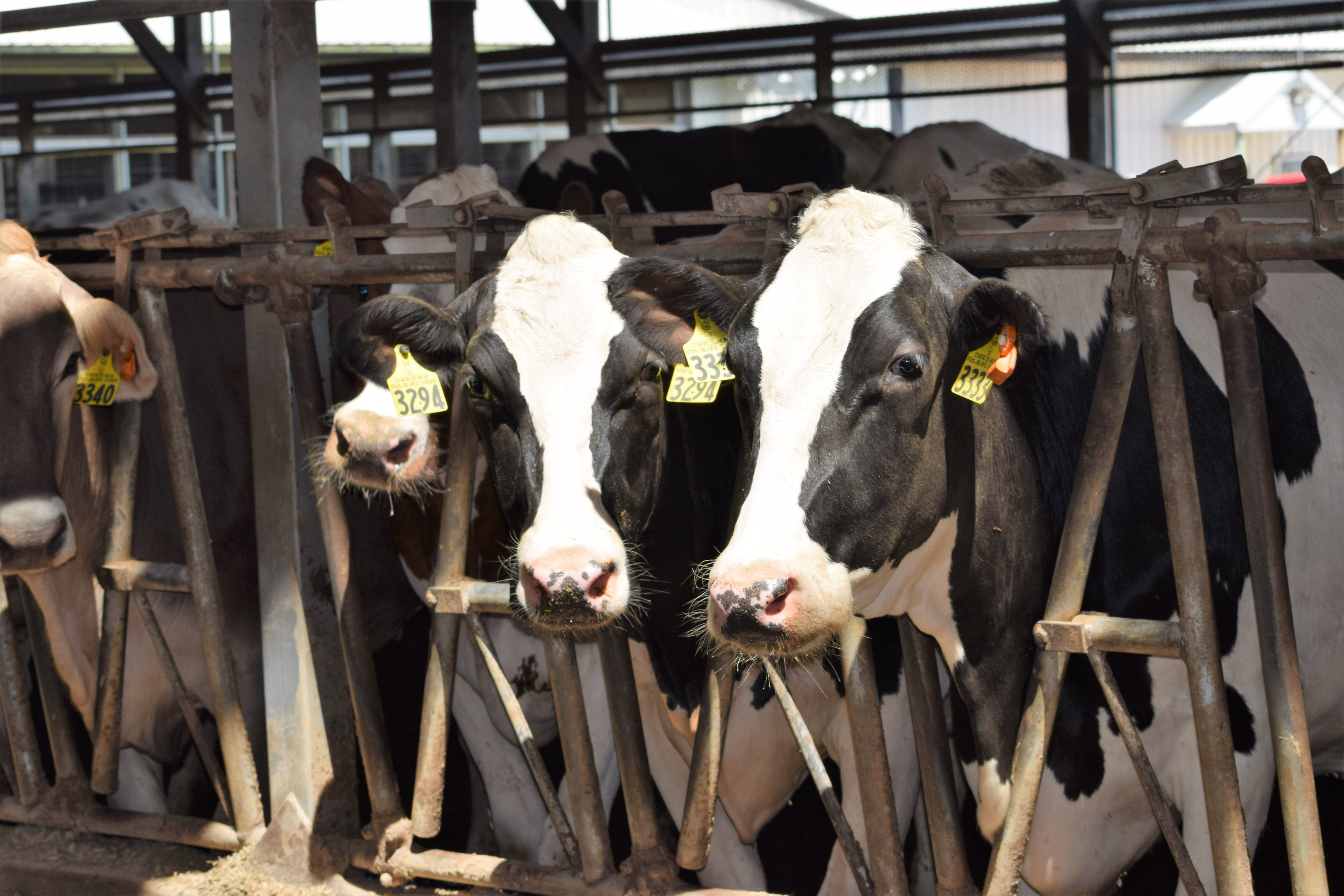 Avian influenza detected in dairy cattle, no threat to dairy products or meat