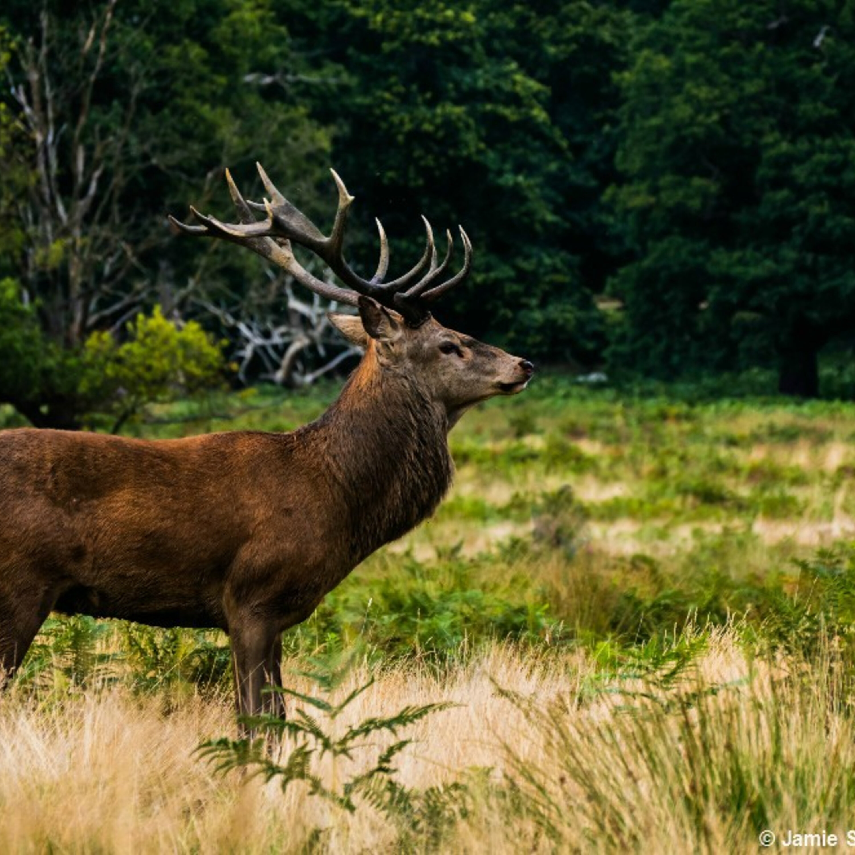 Making Wisconsin Elk Hunt History!