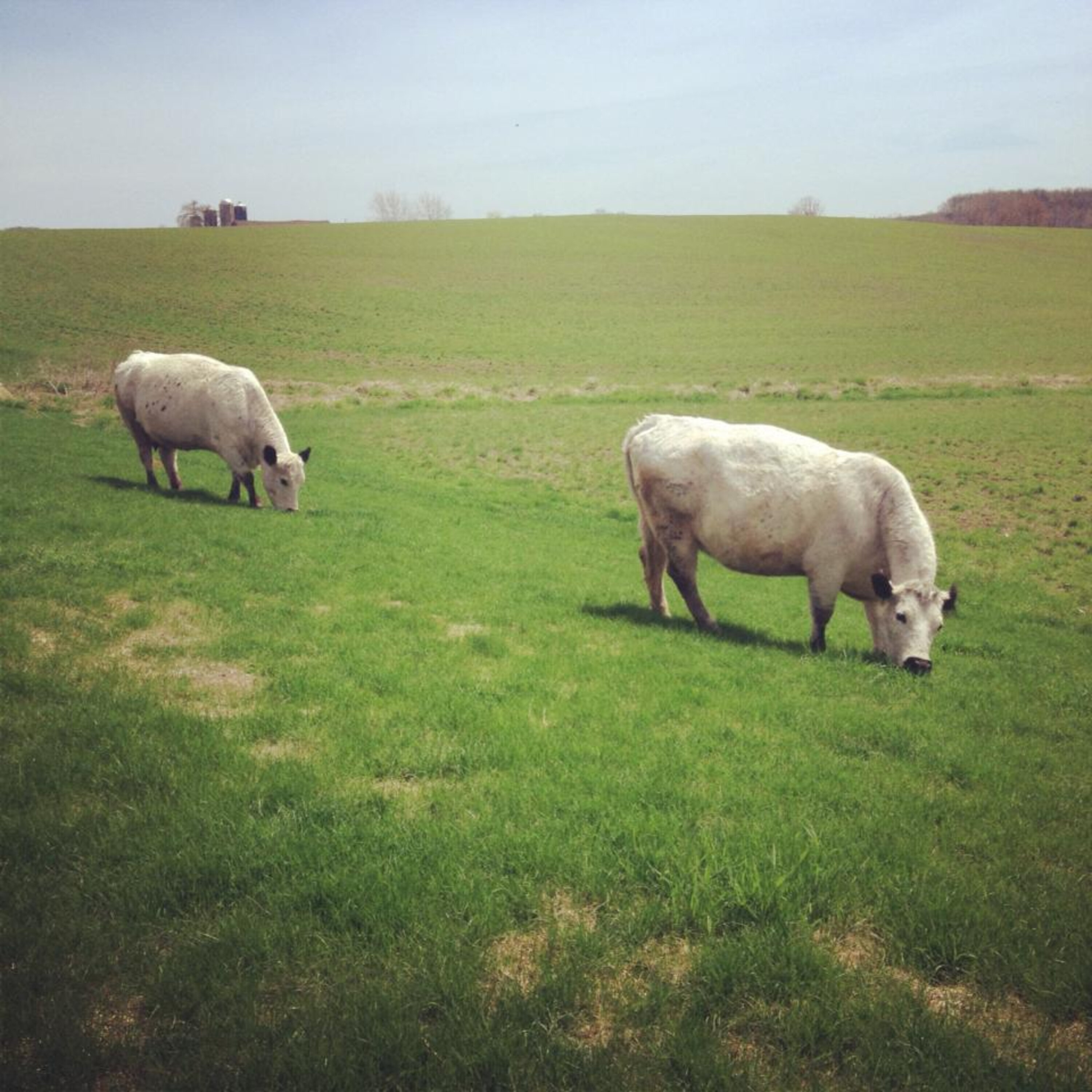 Mass Livestock Burial Petition