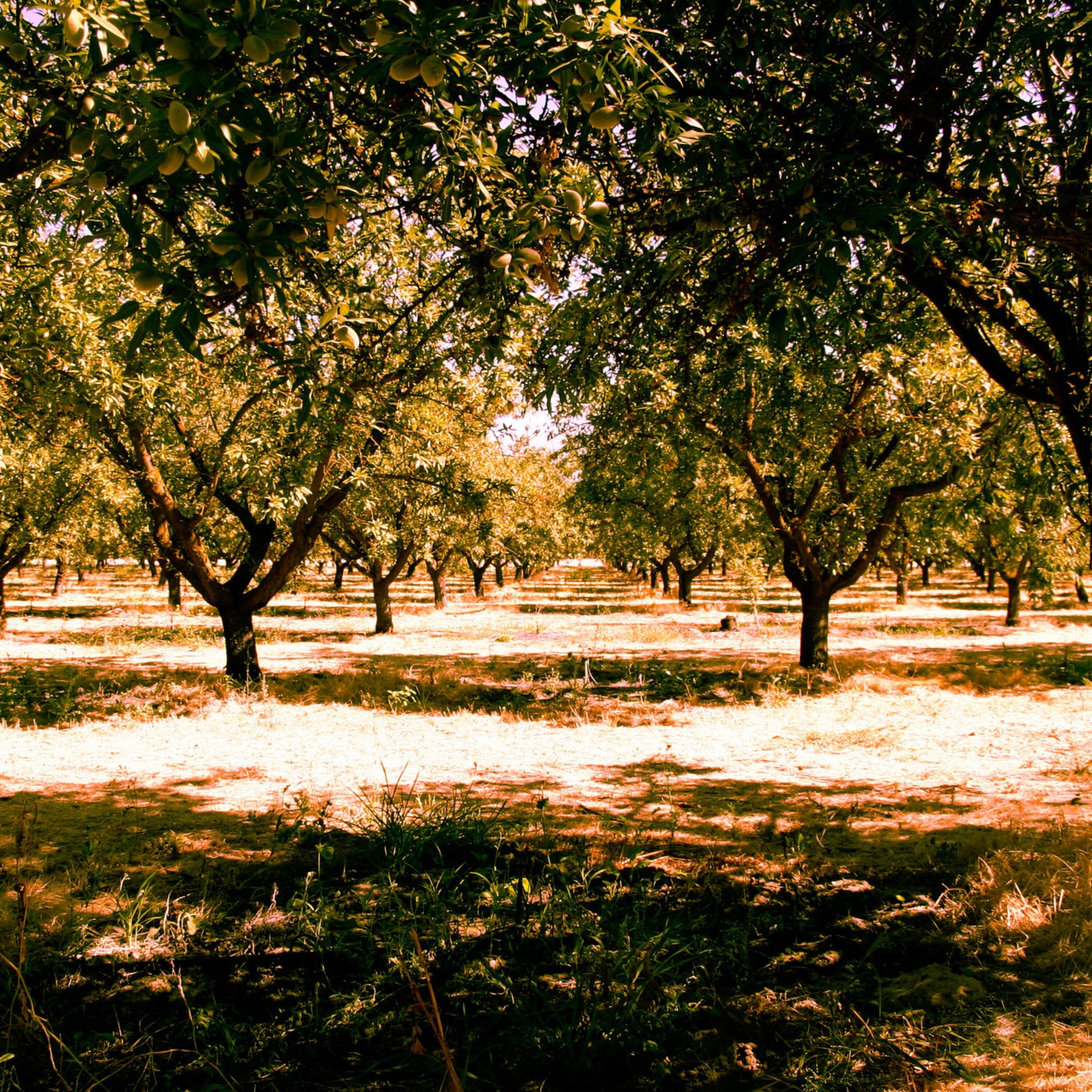 Oldest California dairy closes it's doors, but opens another.