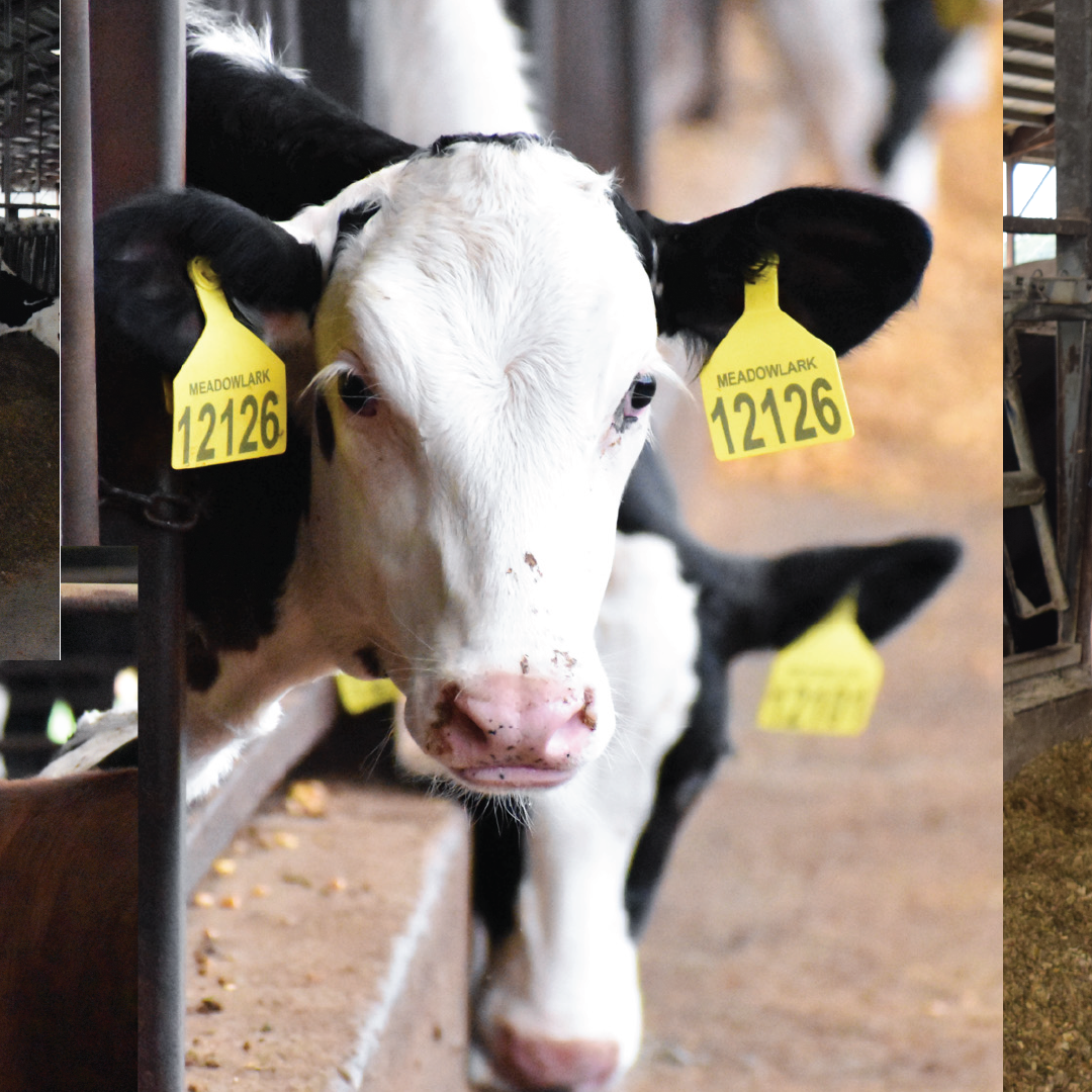 Find a June Dairy Month event near you. episode artwork