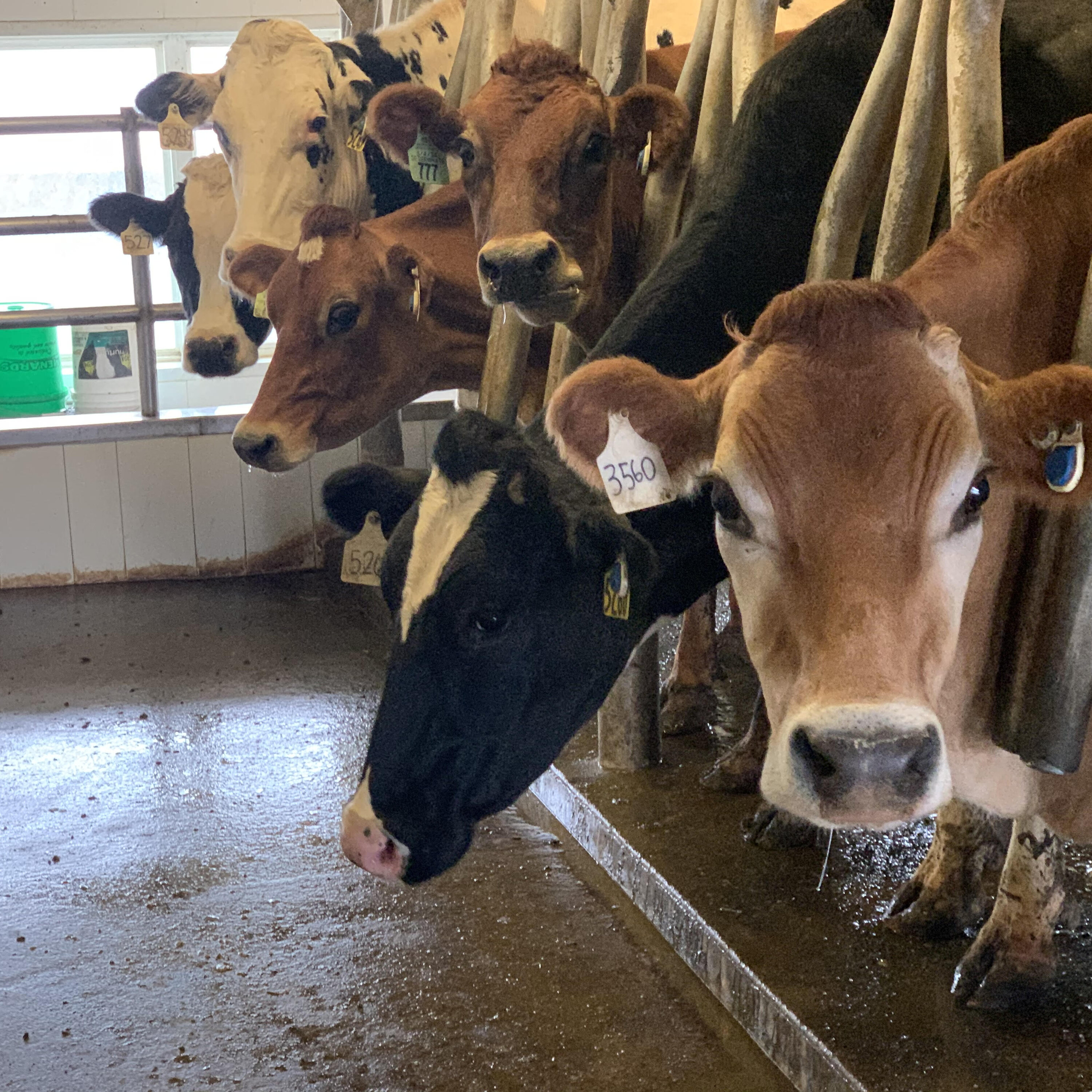 The top milk producing counties in the United States.
