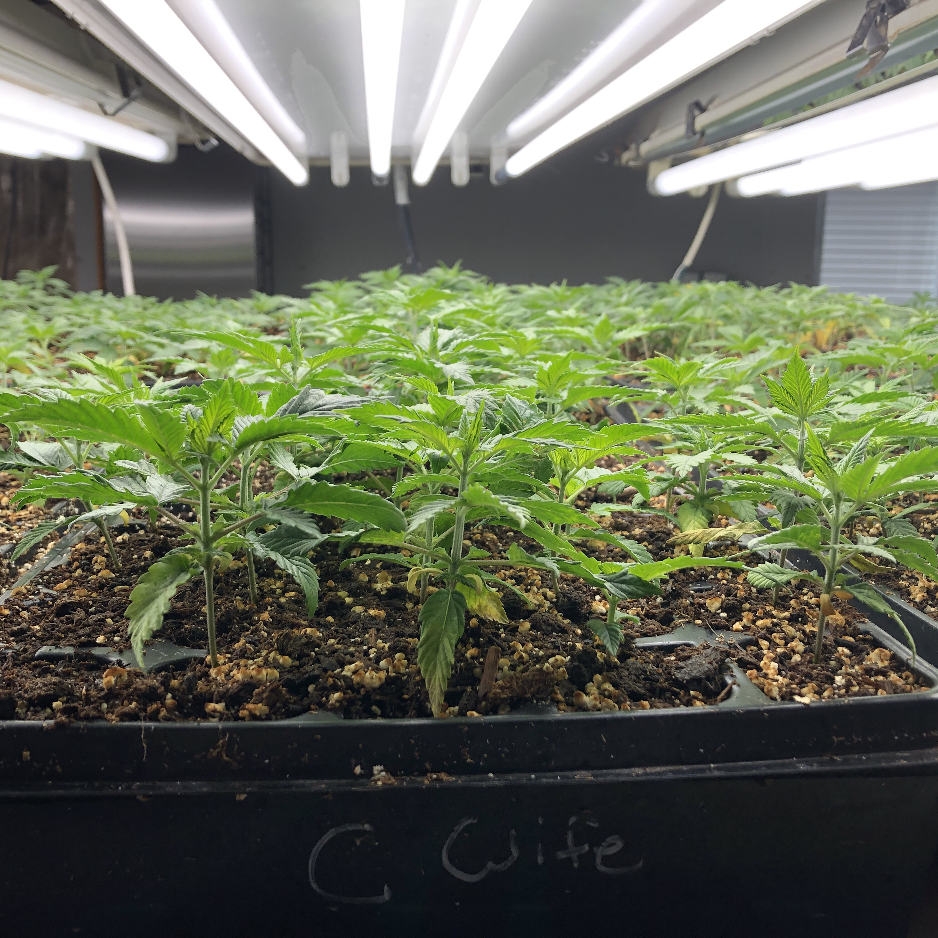 Urban Farming: Ag is Everywhere