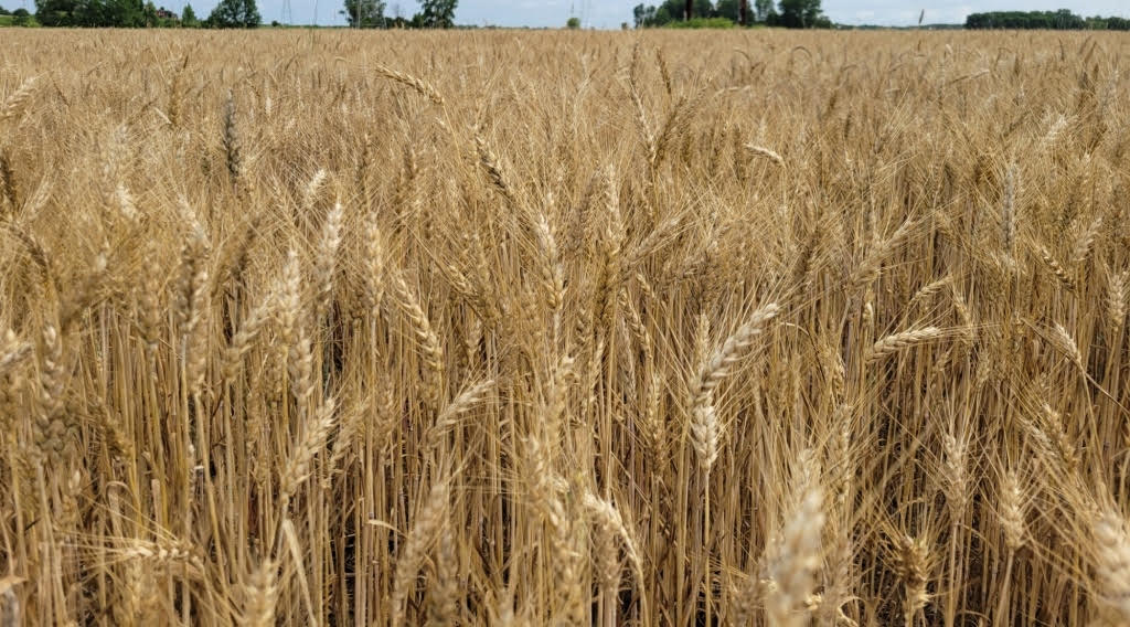 Alternative forage after winter wheat