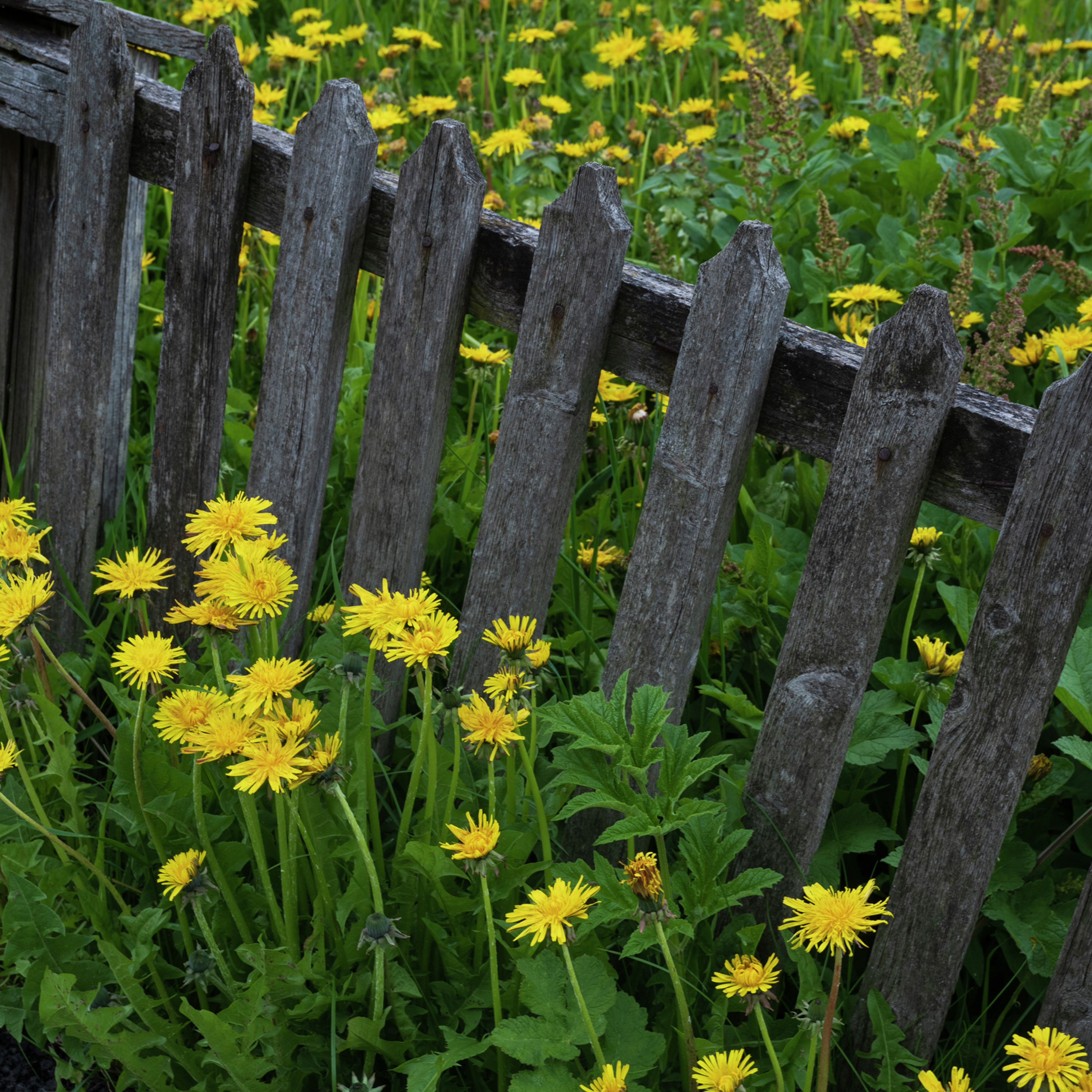 El precio del discipulado