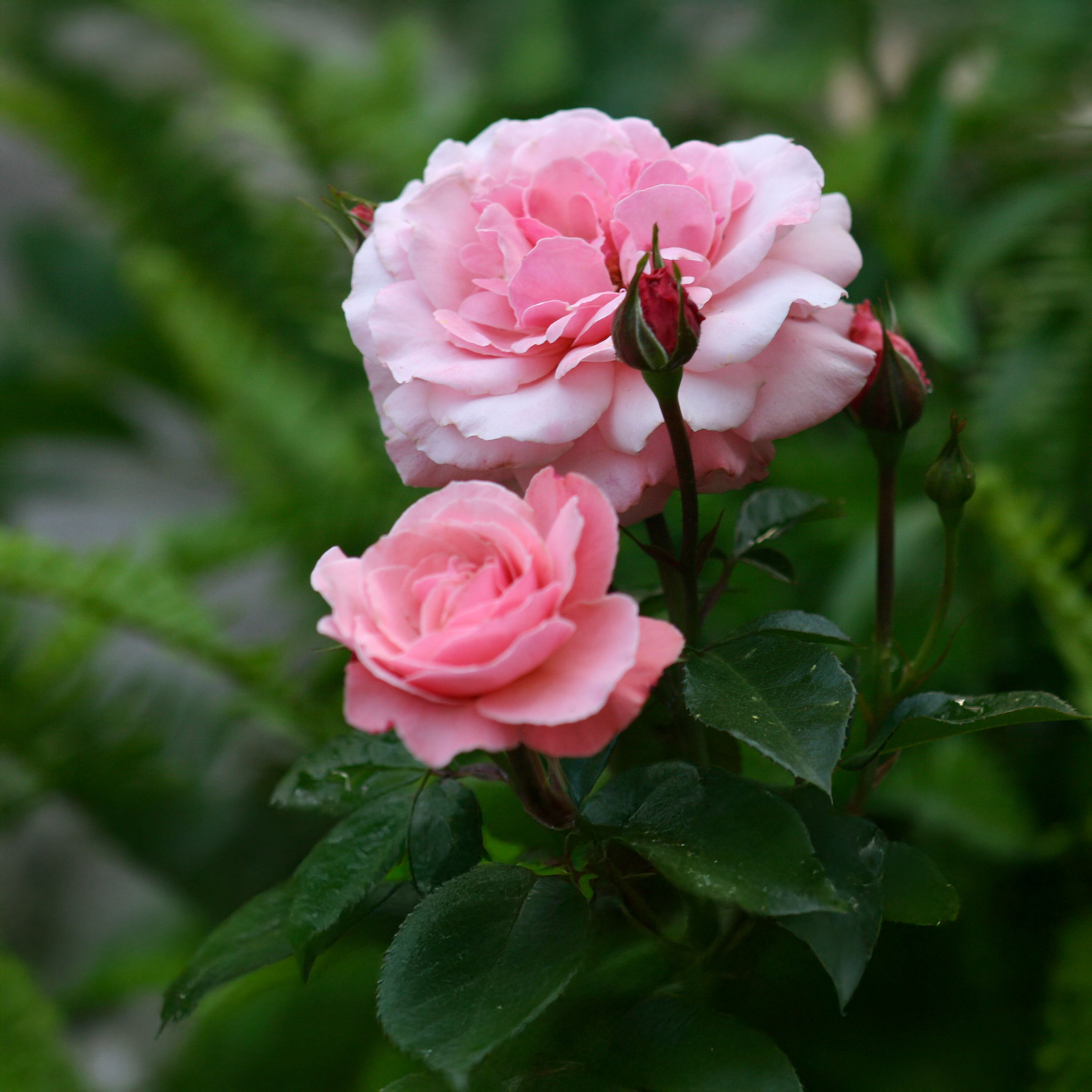 Servir a Cristo Servir a Cristo