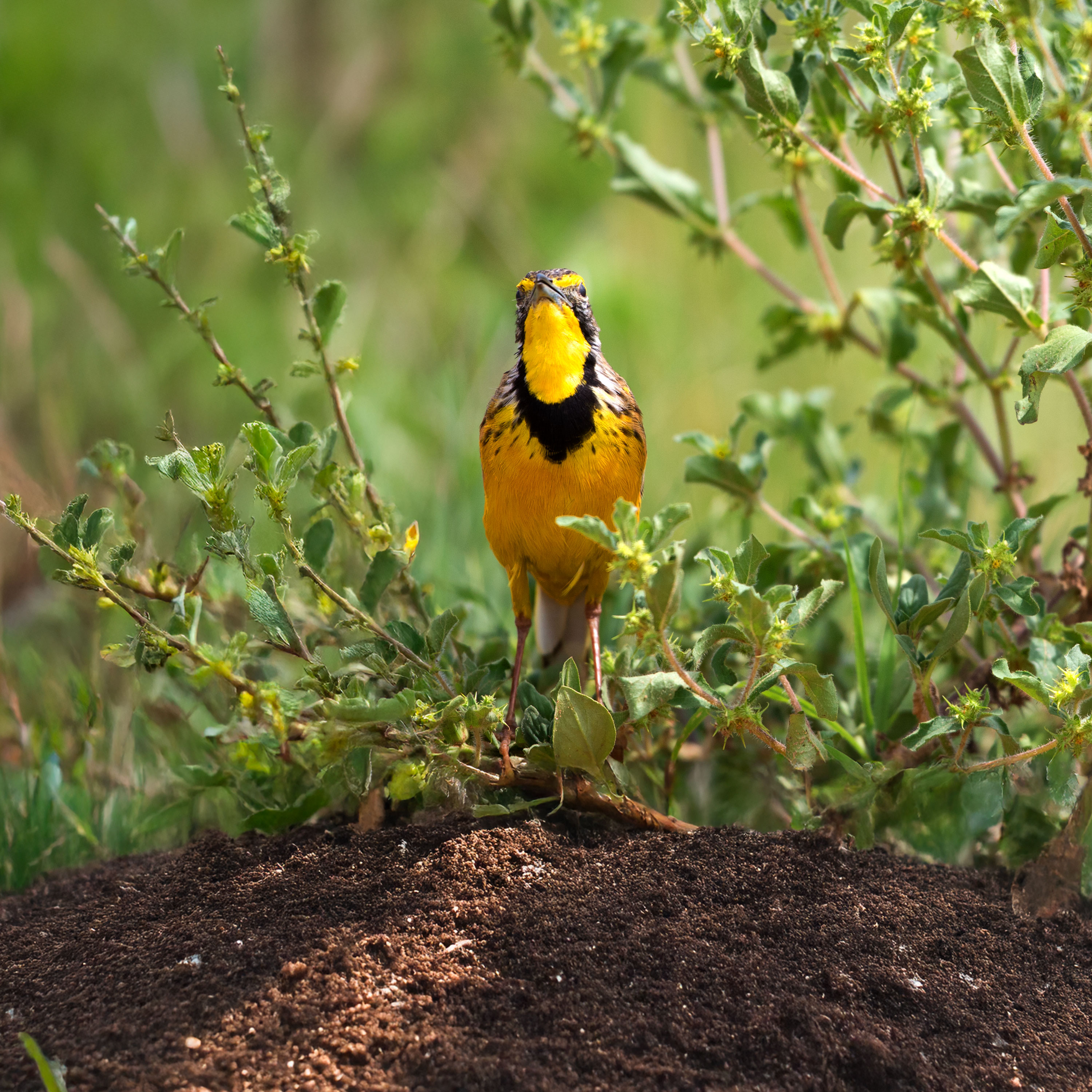 The Greatness of God