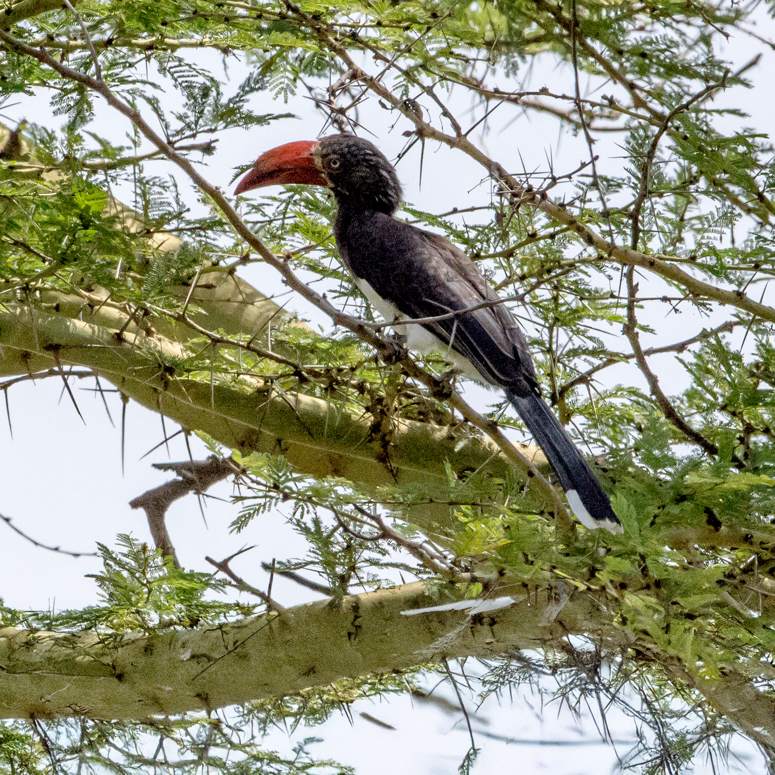 Uncontrolled Weakness