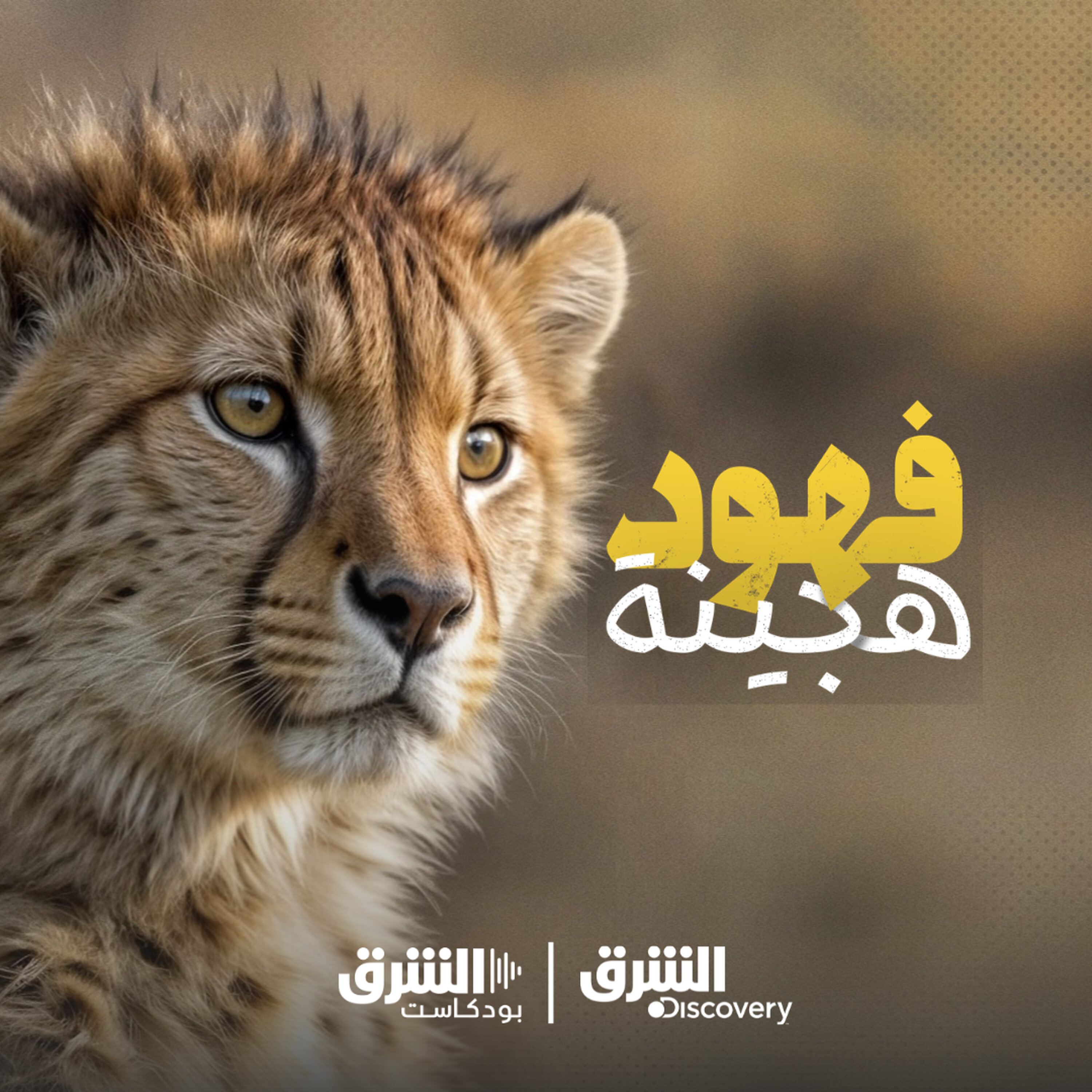 فهود هجينة | تحديات عاطفية episode artwork