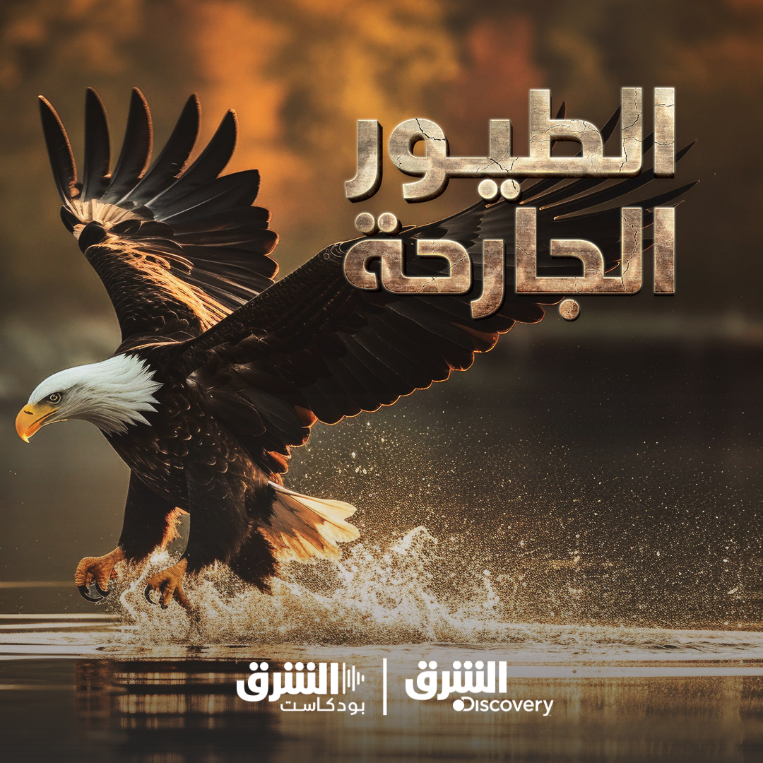 الطيور الجارحة