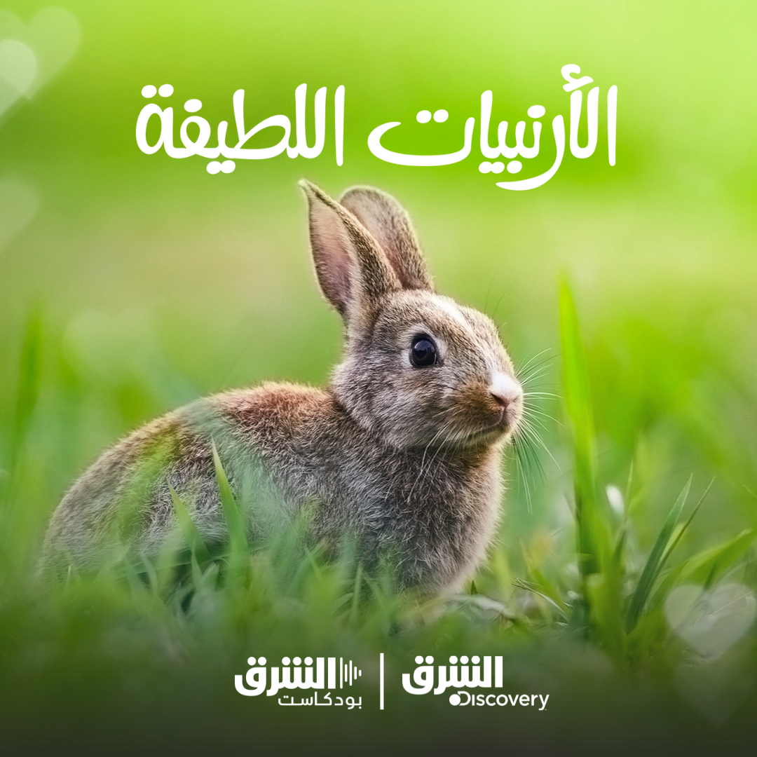 الأرنبيات اللطيفة