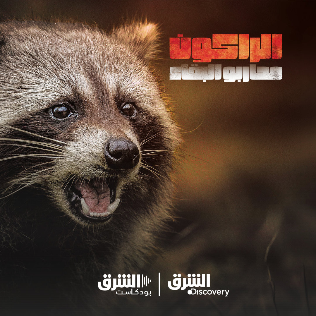 الراكون.. محاربو البقاء