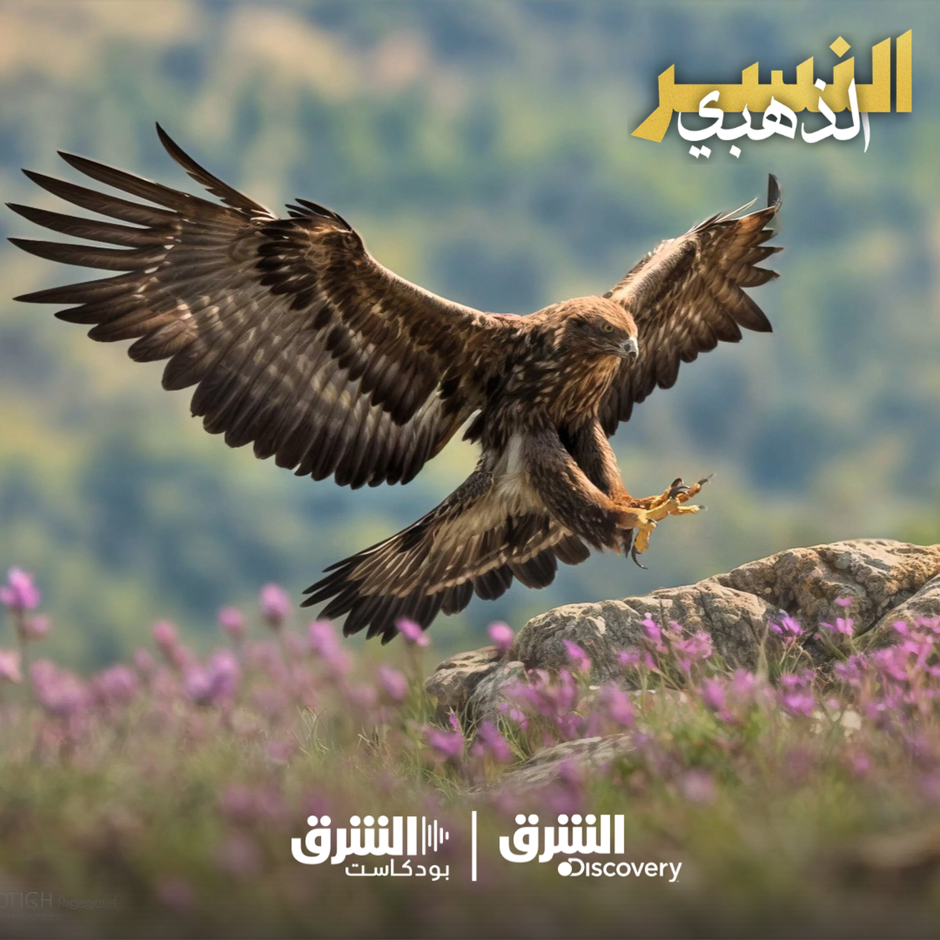 النسر الذهبي | نسر يصنع مصيره episode artwork
