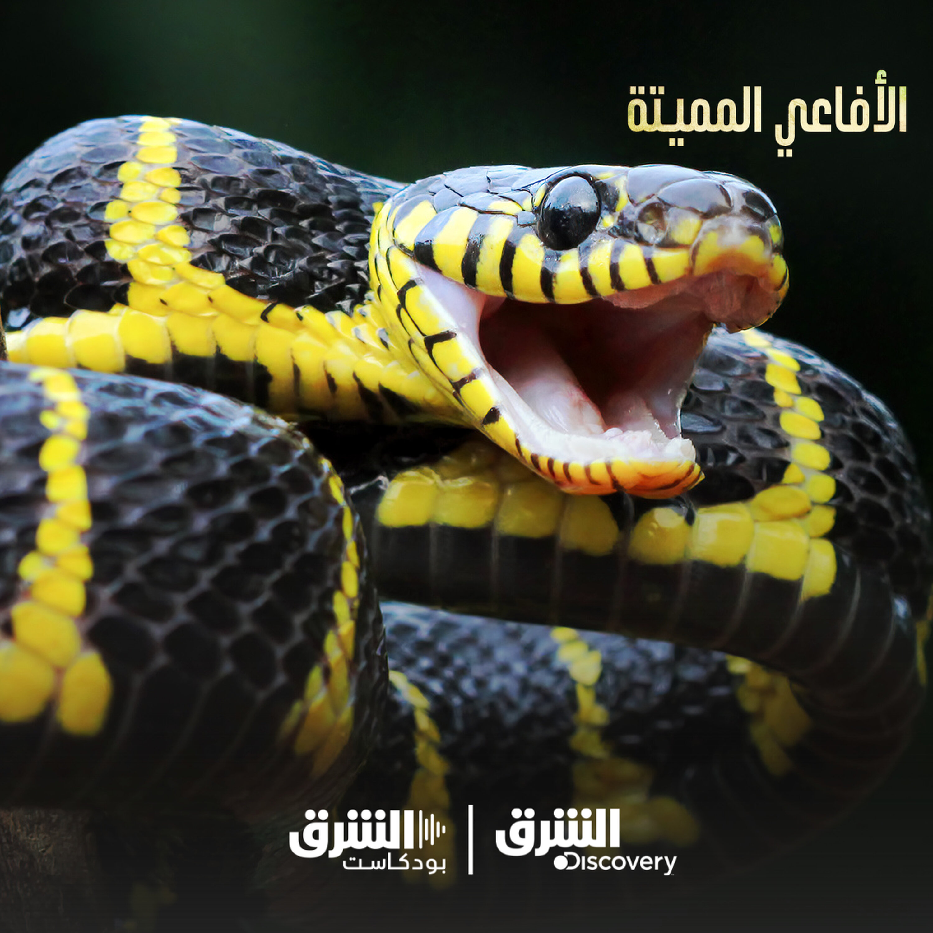 الأفاعي المميتة | ثعابين إفريقيا episode artwork