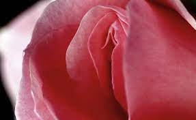 להרפות את הפות עם מיכל כהן שמחה