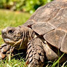 Medical Mysteries Series 6 - The tortoise, and shingles