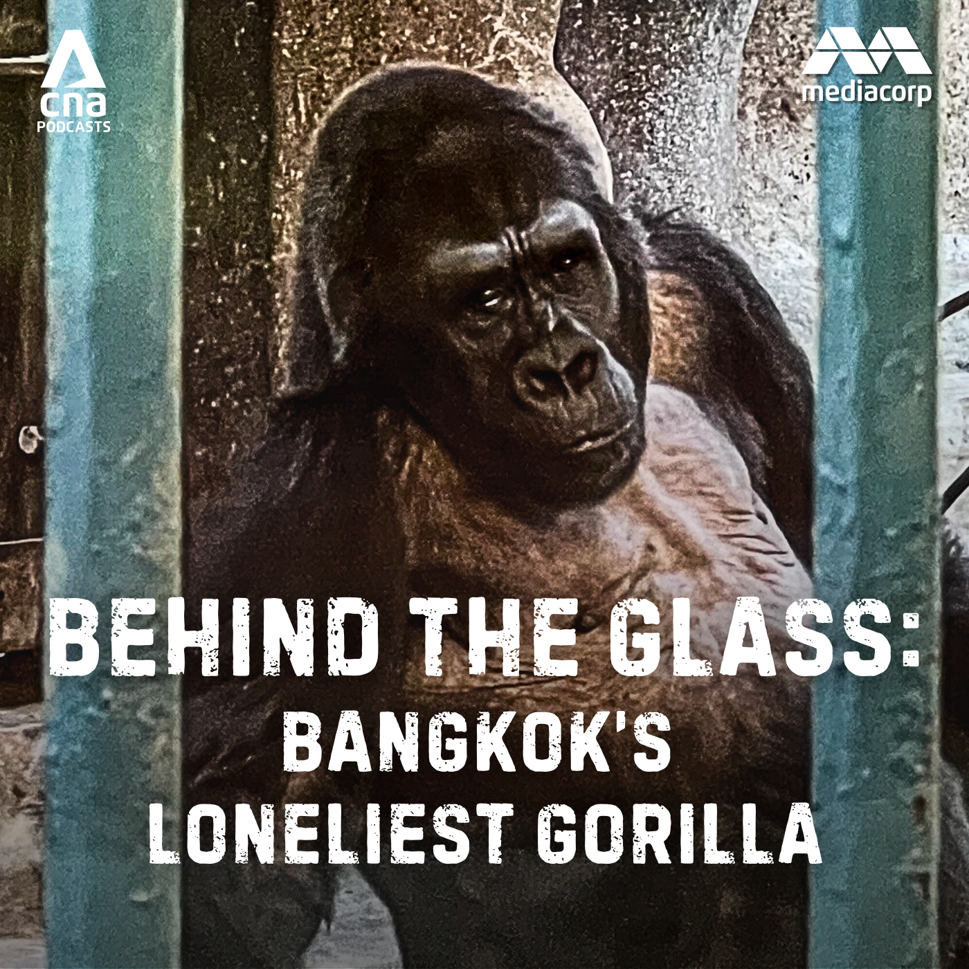 Bangkok’s Loneliest Gorilla: Final destination (Part 3)