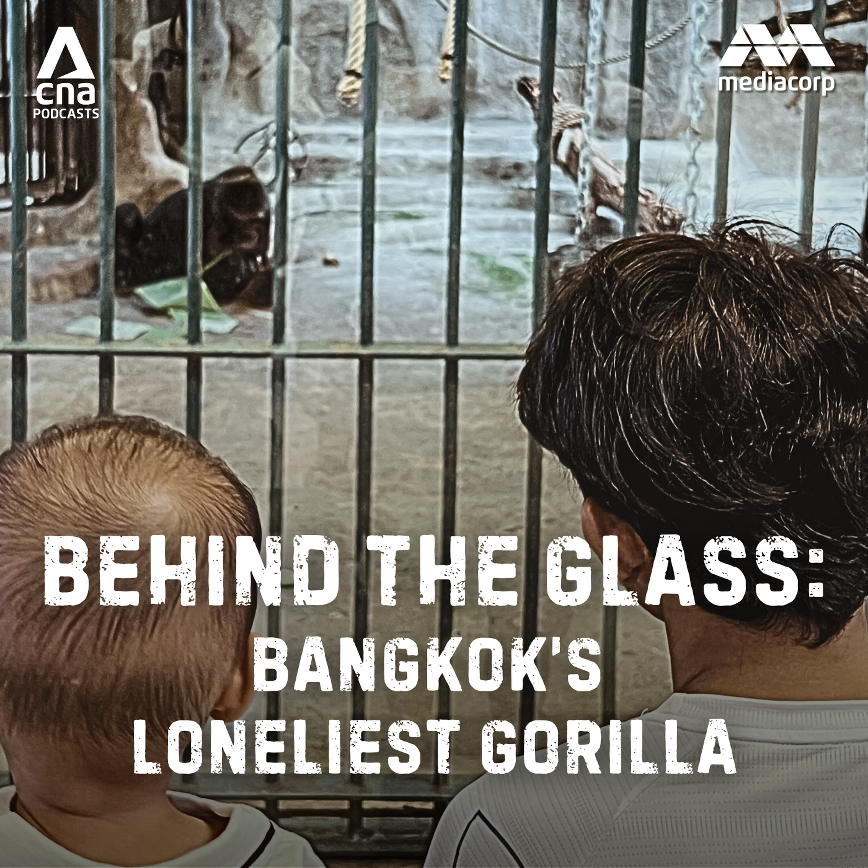 Bangkok’s Loneliest Gorilla: Global wildlife trafficking (Part 2)
