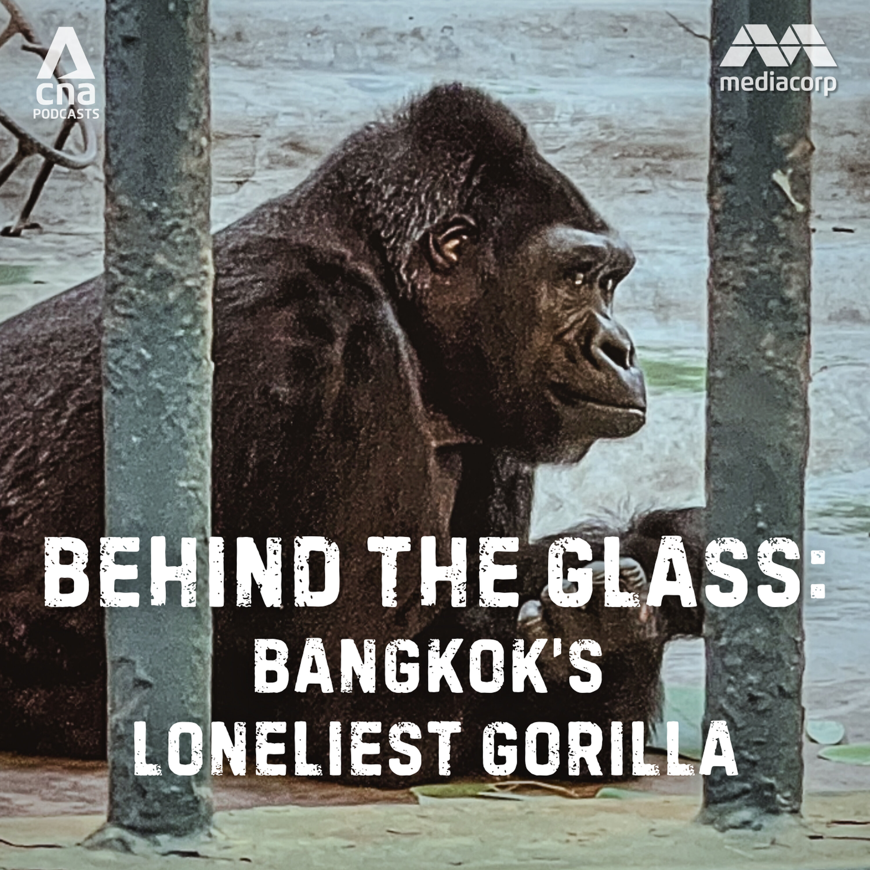 Bangkok’s Loneliest Gorilla: A mall for a home (Part 1)