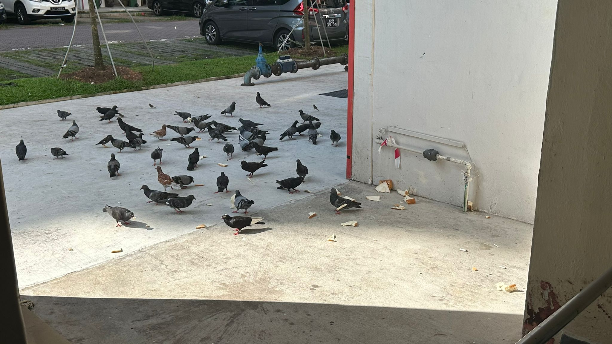 宏茂桥10道有人投喂数十只鸽子 附近居民：造成困扰！(31/05/2024)