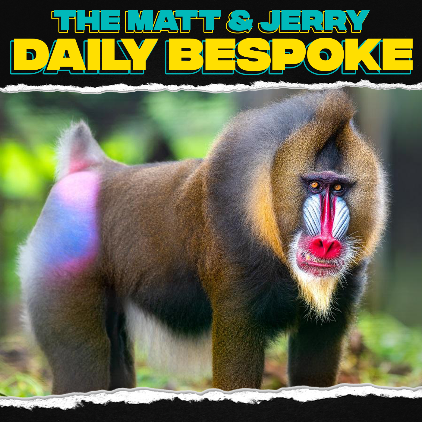Mandrills & Macaques  - The Daily Bespoke February 8