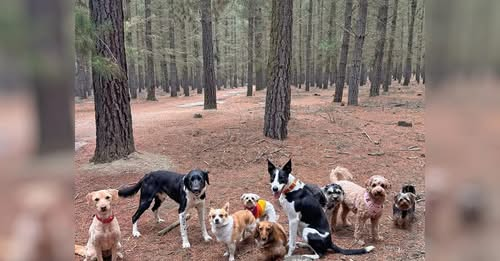 Cromwell's Favourite Dog Walking Spot Be Closed Off? | Lisa Telle, Zoomies Cromwell episode artwork