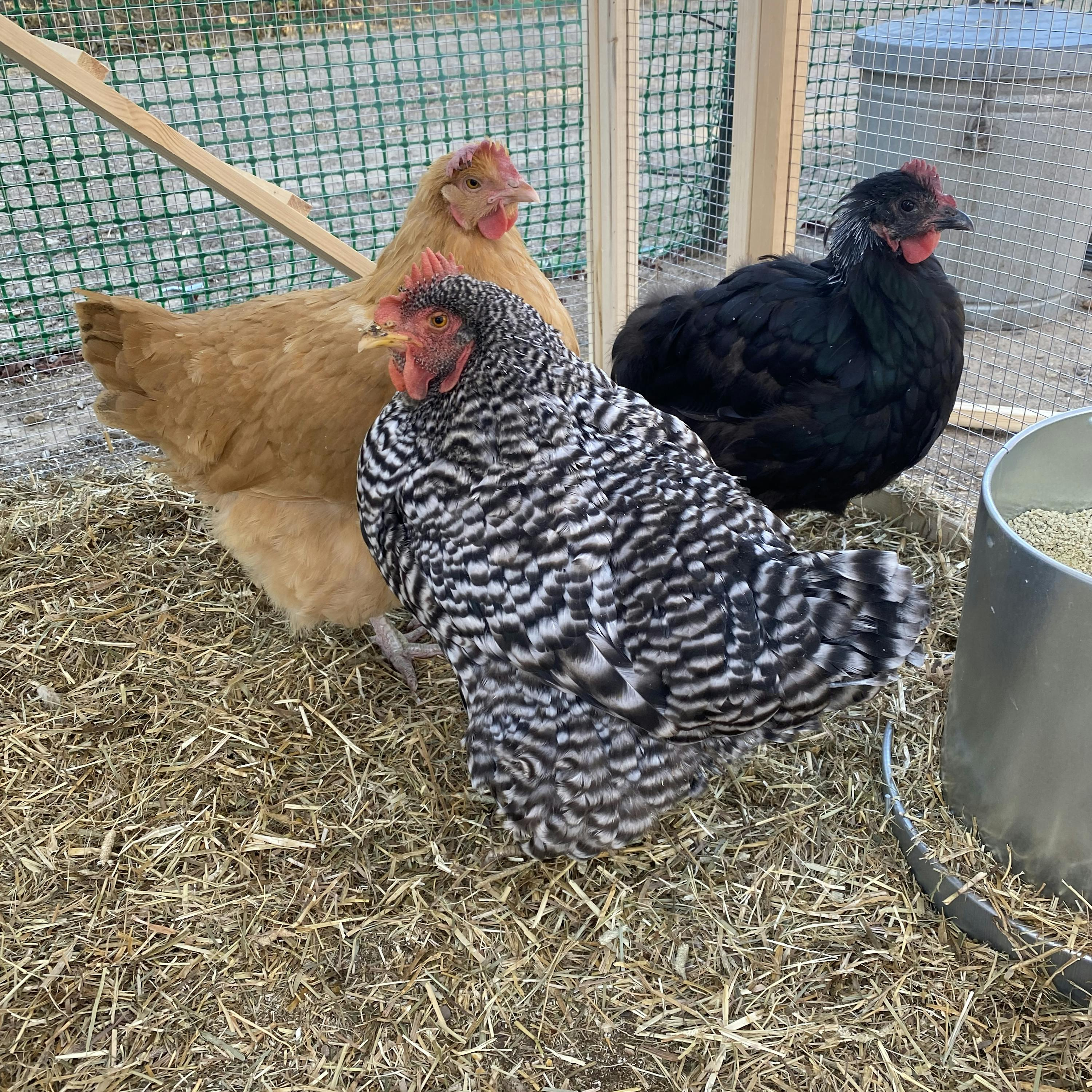 Ep. 232: Sliding Doors & Sarah Gets Chickens