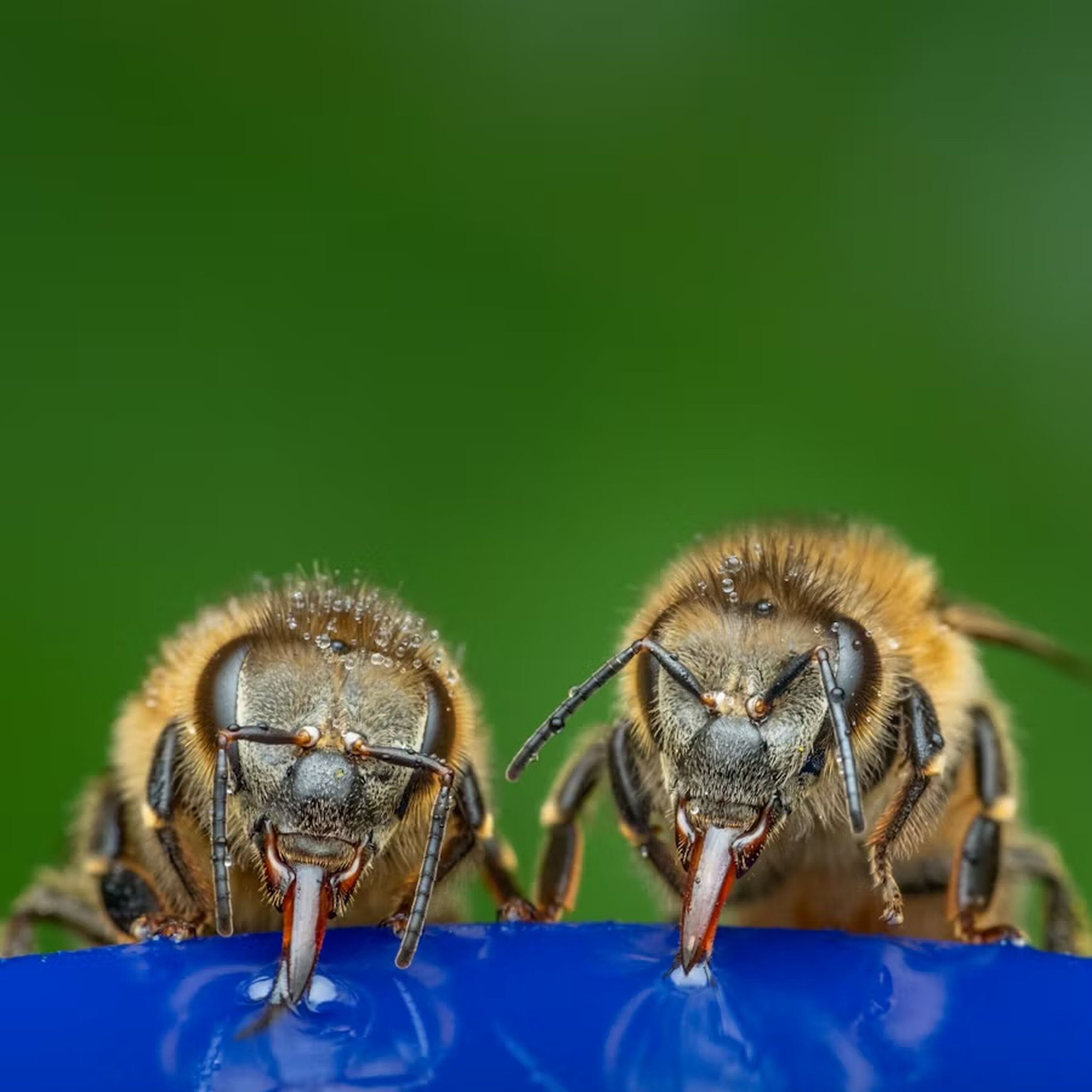 Ep. 448: Be The Killer Bee Ep. 448: Be The Killer Bee