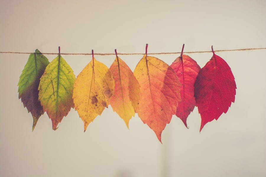 Ep. 185: A Thanksgiving Gratitude Assignment