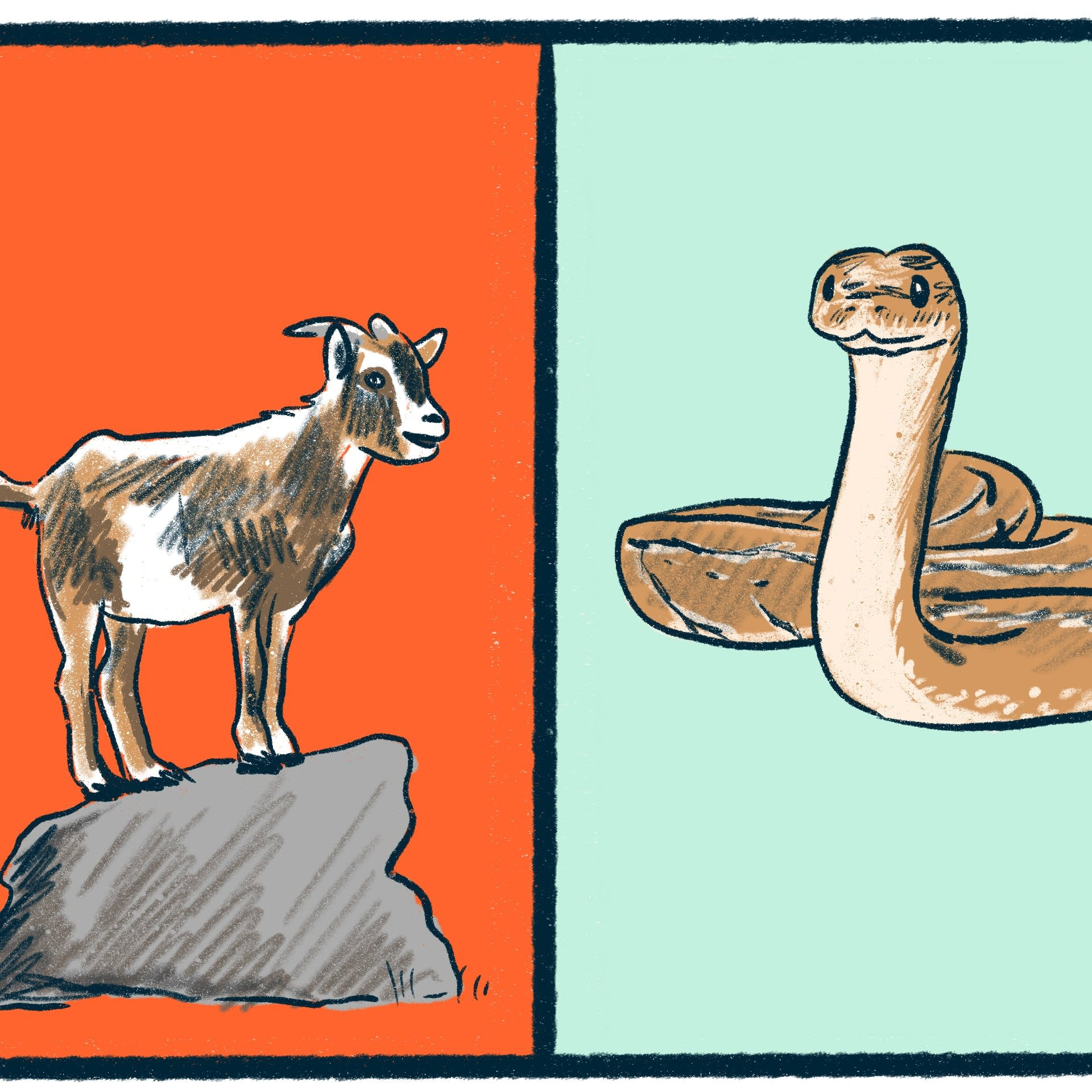 Goats vs. Boa Constrictors: a curious debate